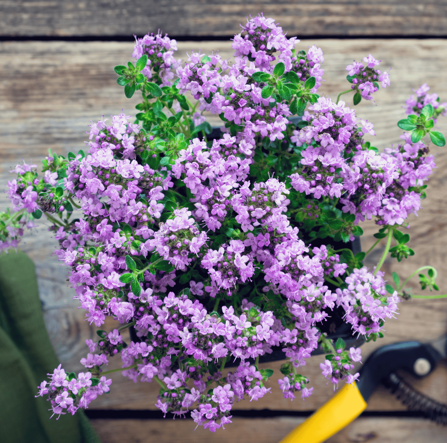 Packet of Southern Seeds Creeping Thyme with 250 seeds, ideal for ground cover and fragrant herb gardening.