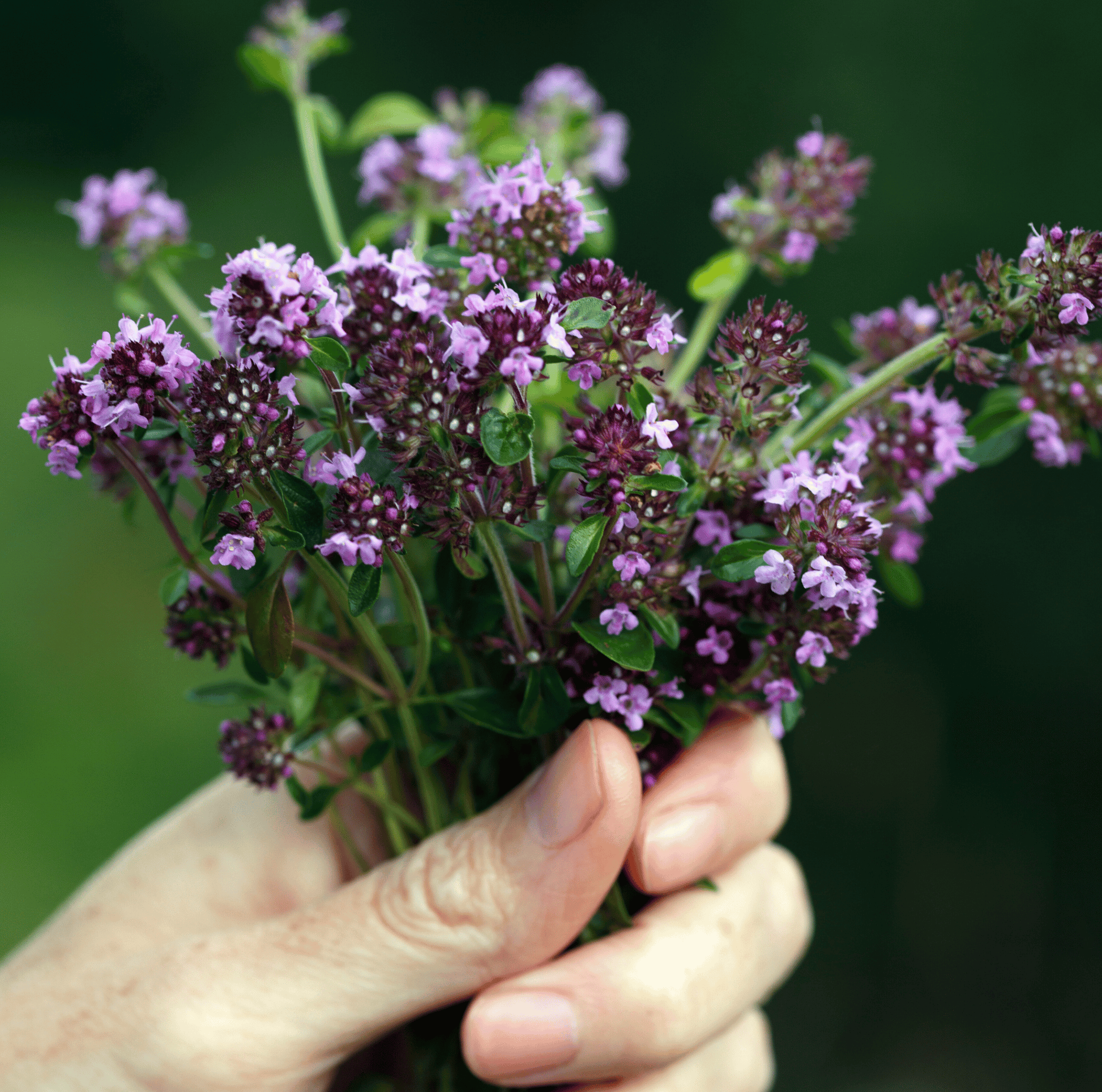 Packet of Southern Seeds Creeping Thyme with 250 seeds, showing green creeping thyme plant and seed packet.