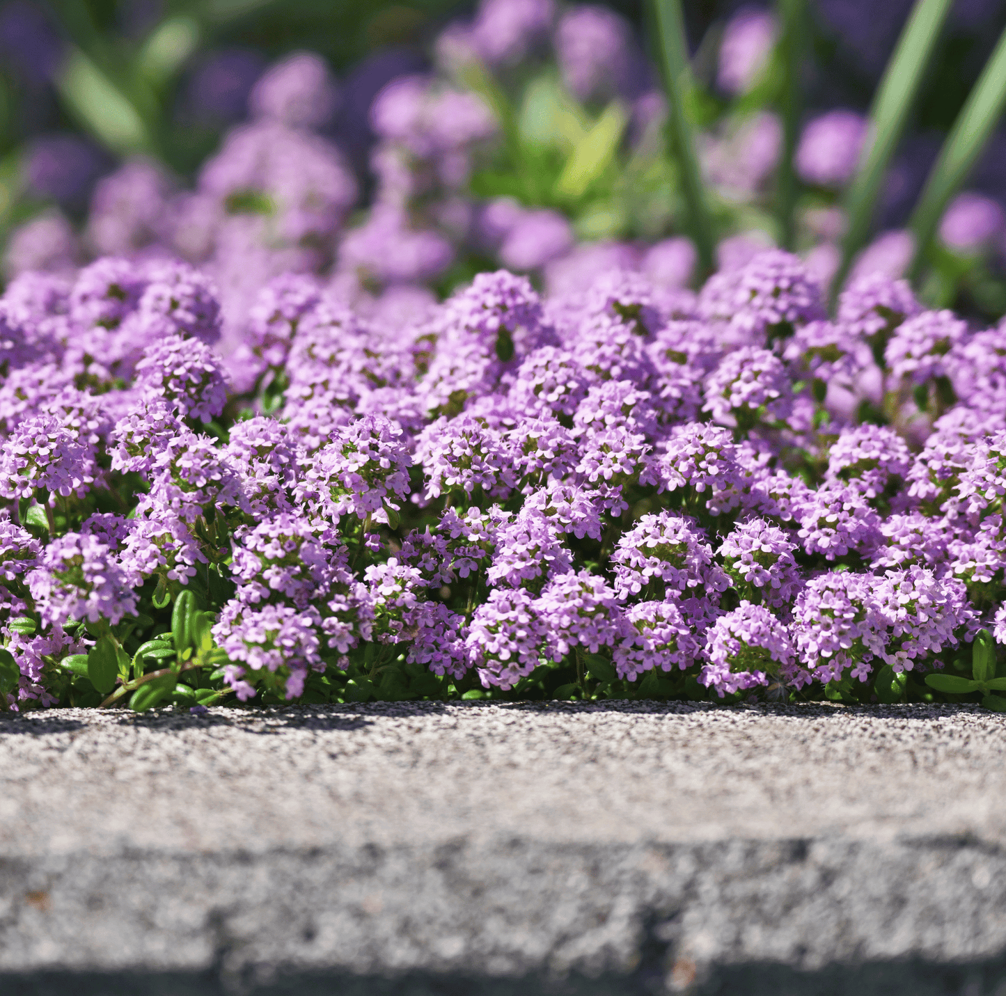 Packet of Southern Seeds creeping thyme with 250 seeds, showing the small seed packet for planting and gardening purposes.