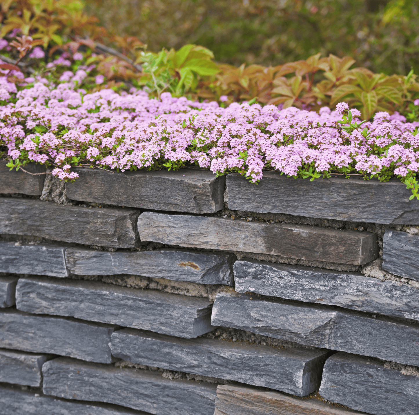 Packet of Southern Seeds Creeping Thyme with 250 seeds, showing green creeping herb suitable for ground cover and landscaping.