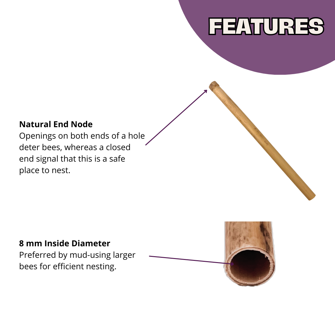Spring natural reeds for mason bees, 8mm diameter, from CrownBees, shown in a close-up image of the reed pack.