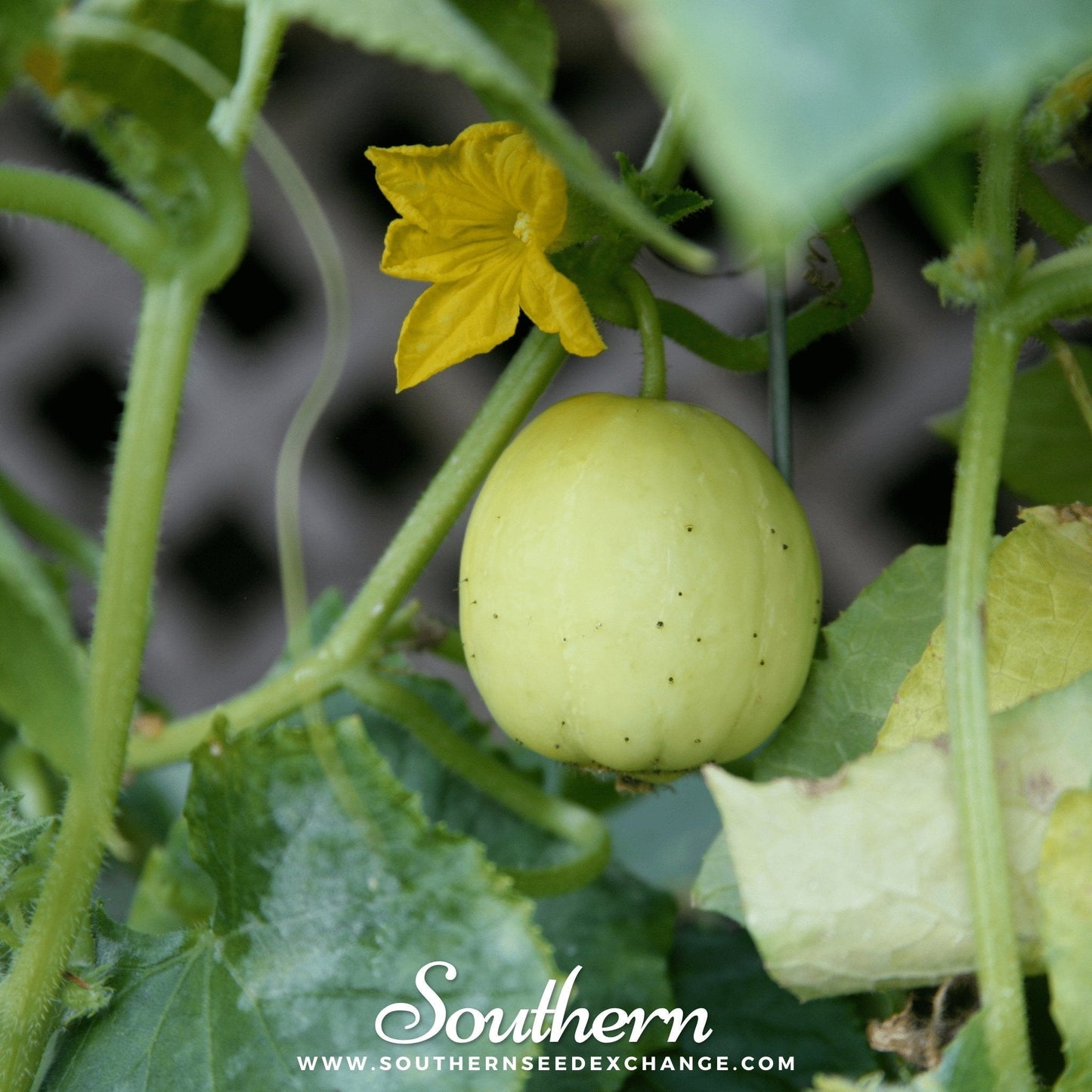 Lemon cucumber seeds from Southern Seeds, showing fresh cucumber fruits with bright yellow skin and textured surface.