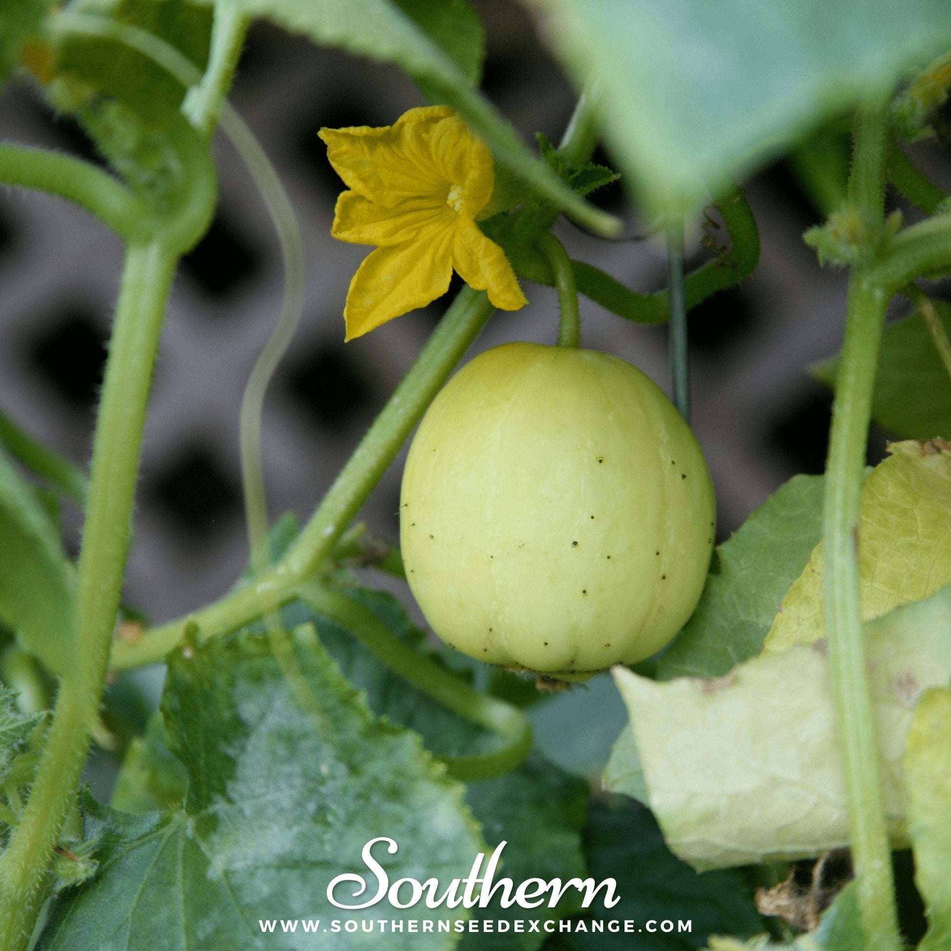 Lemon cucumber seeds from Southern Seeds, showing fresh cucumber fruits with bright yellow skin and textured surface.