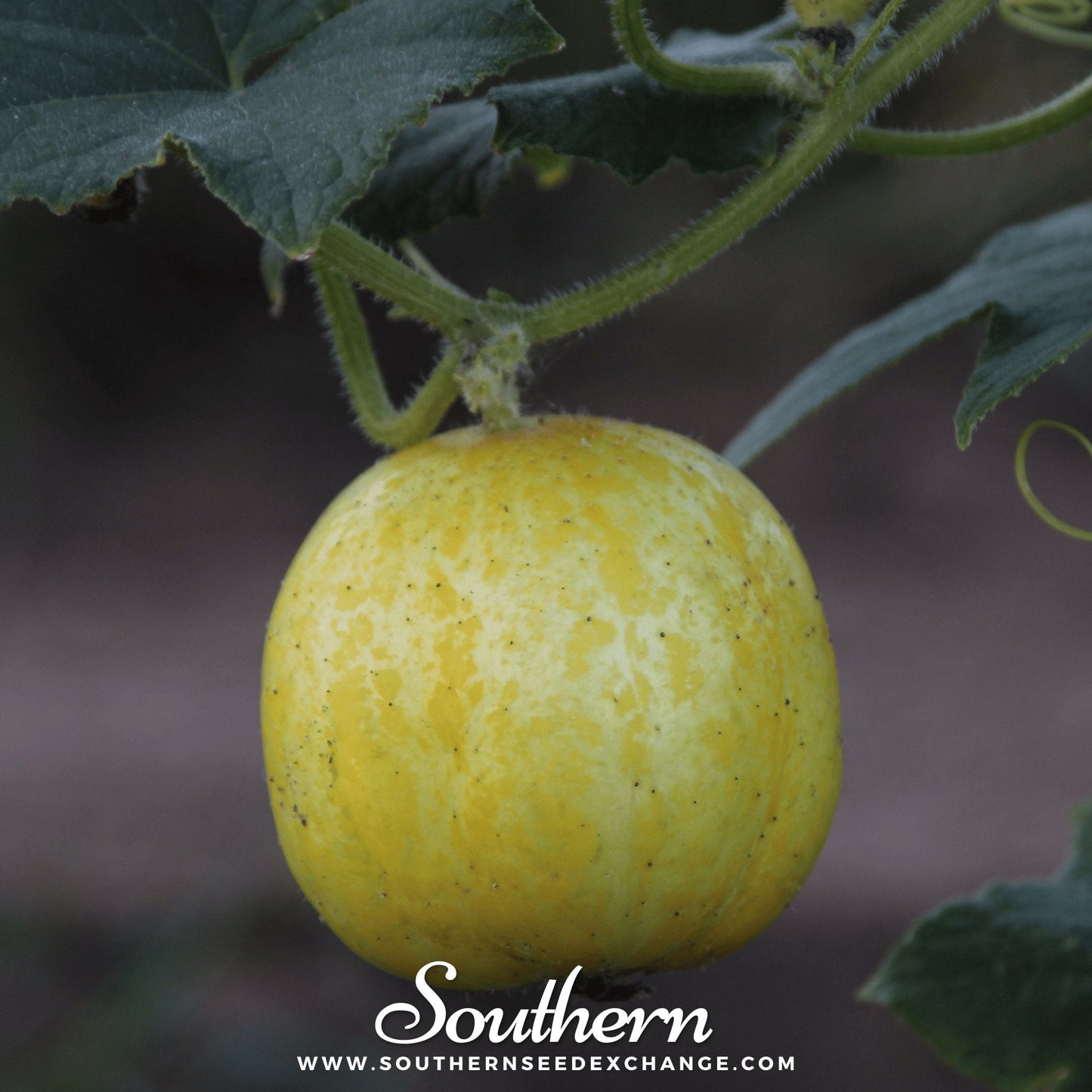 Lemon Cucumber seeds from Southern Seeds, showing fresh cucumber fruits with yellow lemon-like skin and green flesh.