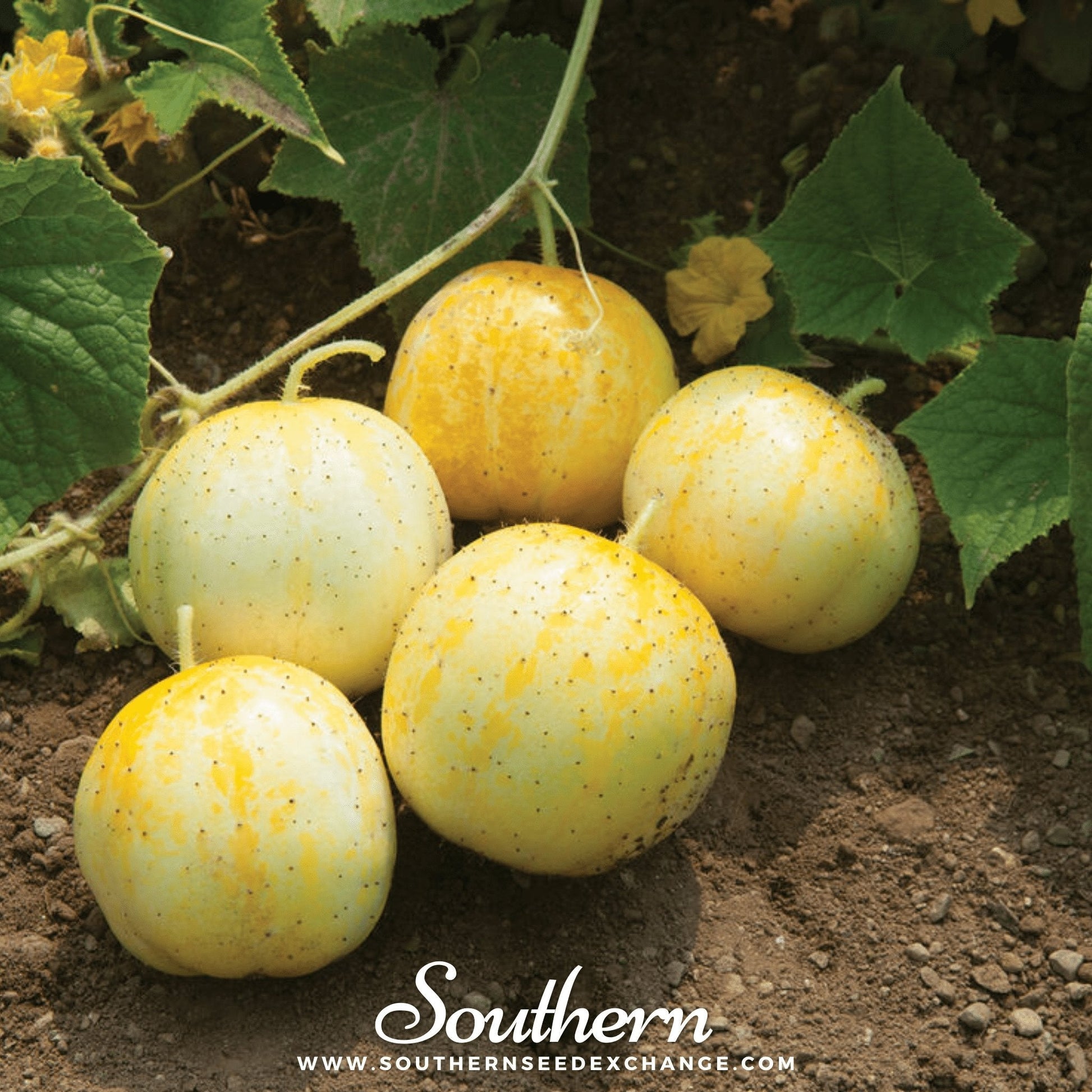 Lemon cucumber seeds from Southern Seeds, showing fresh lemon-shaped cucumbers on a plant with green leaves.