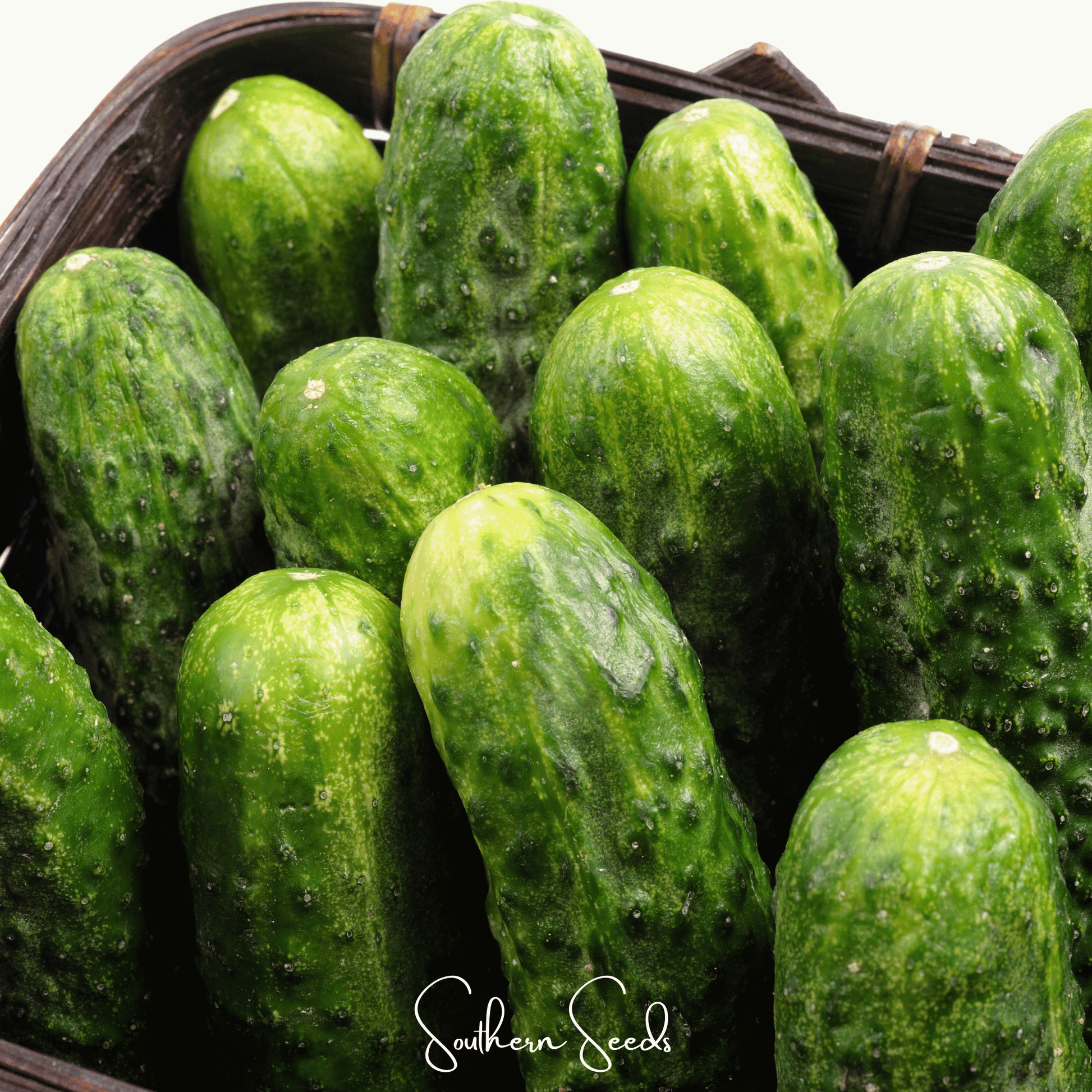 Pack of Southern Seeds National Pickling Cucumber seeds showing fresh green cucumbers on the plant.