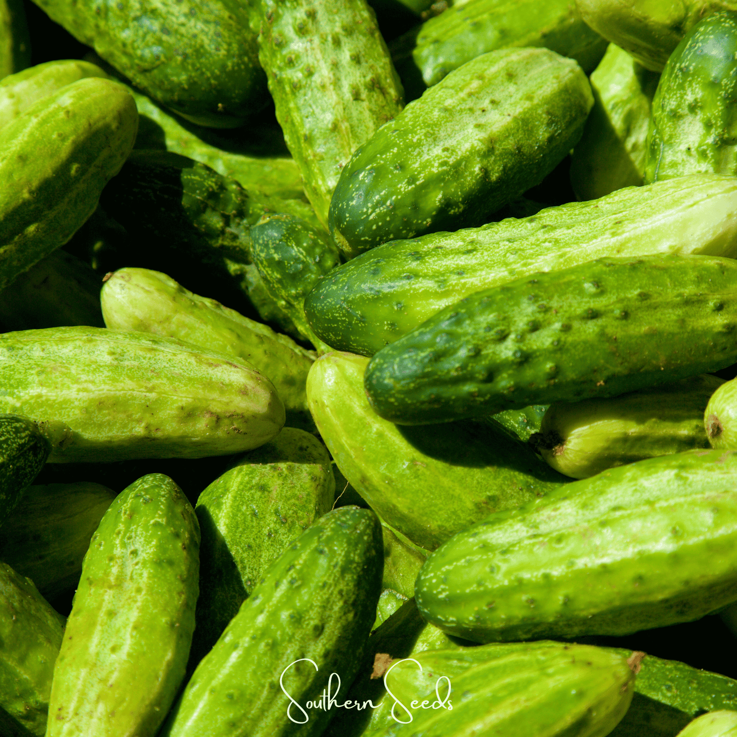 National Pickling Cucumber seeds by Southern Seeds showing fresh green cucumber seedlings on a white background.