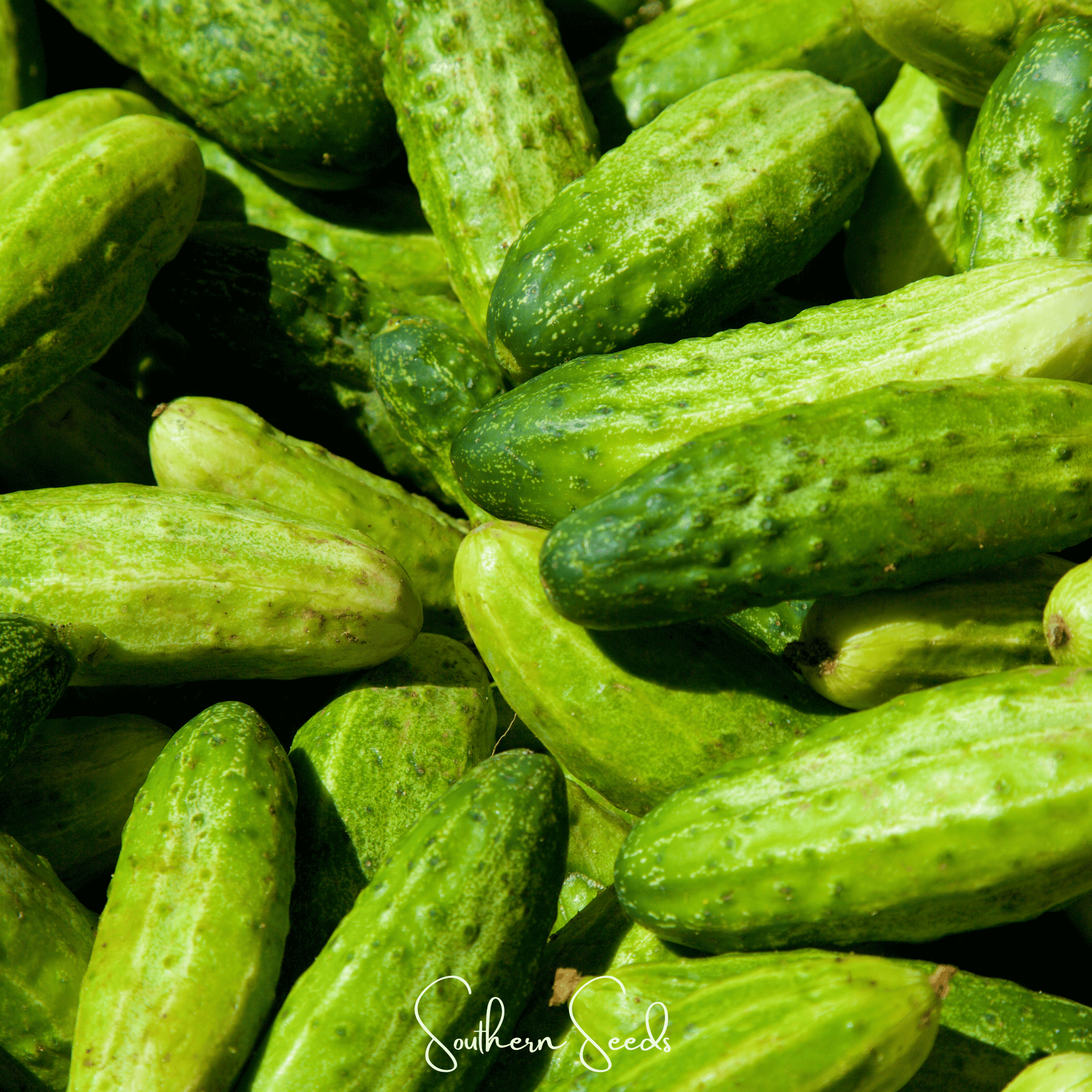 National Pickling Cucumber seeds by Southern Seeds showing fresh green cucumber seedlings on a white background.