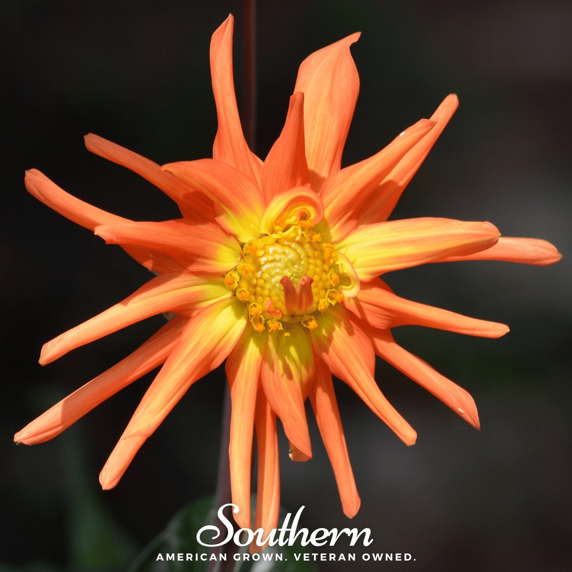 Cactus Dahlia Mix flower seeds by Southern Seeds, showing vibrant, spiky cactus dahlias in a colorful garden setting.