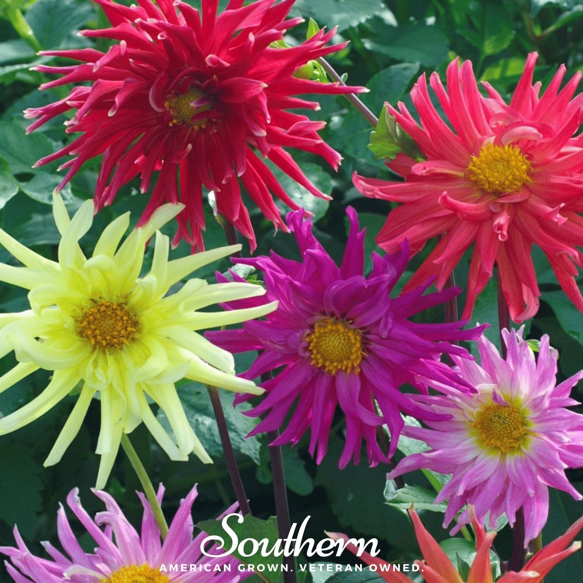 Cactus Dahlia Mix from Southern Seeds showing vibrant, variegated dahlia flowers and lush green foliage with 25 seed packets.