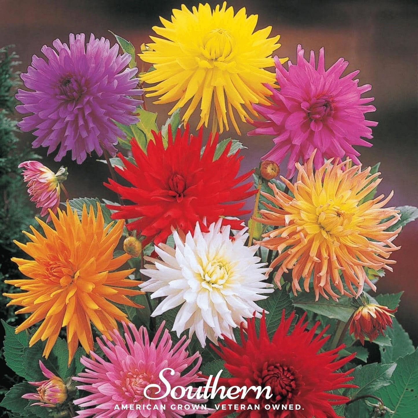 Cactus Dahlia Mix seeds from Southern Seeds, vibrant variety of dahlia blooms with spiky cactus-style petals.
