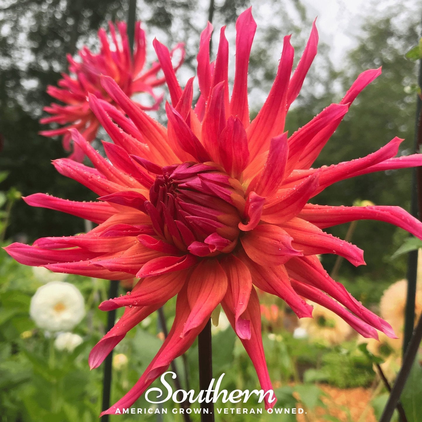 Cactus Dahlia Mix featuring vibrant, variegated Dahlia flowers with spiky cactus-like petals, from Southern Seeds.