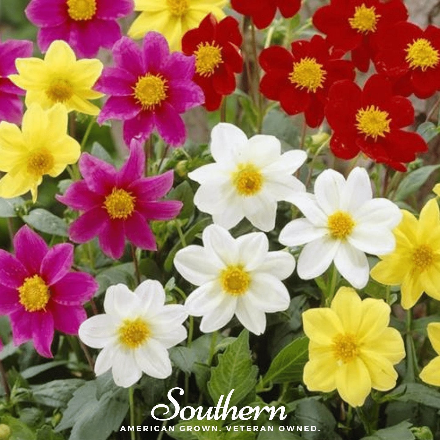 Mignon Dahlia Mix flower seeds from Southern Seeds, showing vibrant dahlia blooms and colorful petals in a garden setting.