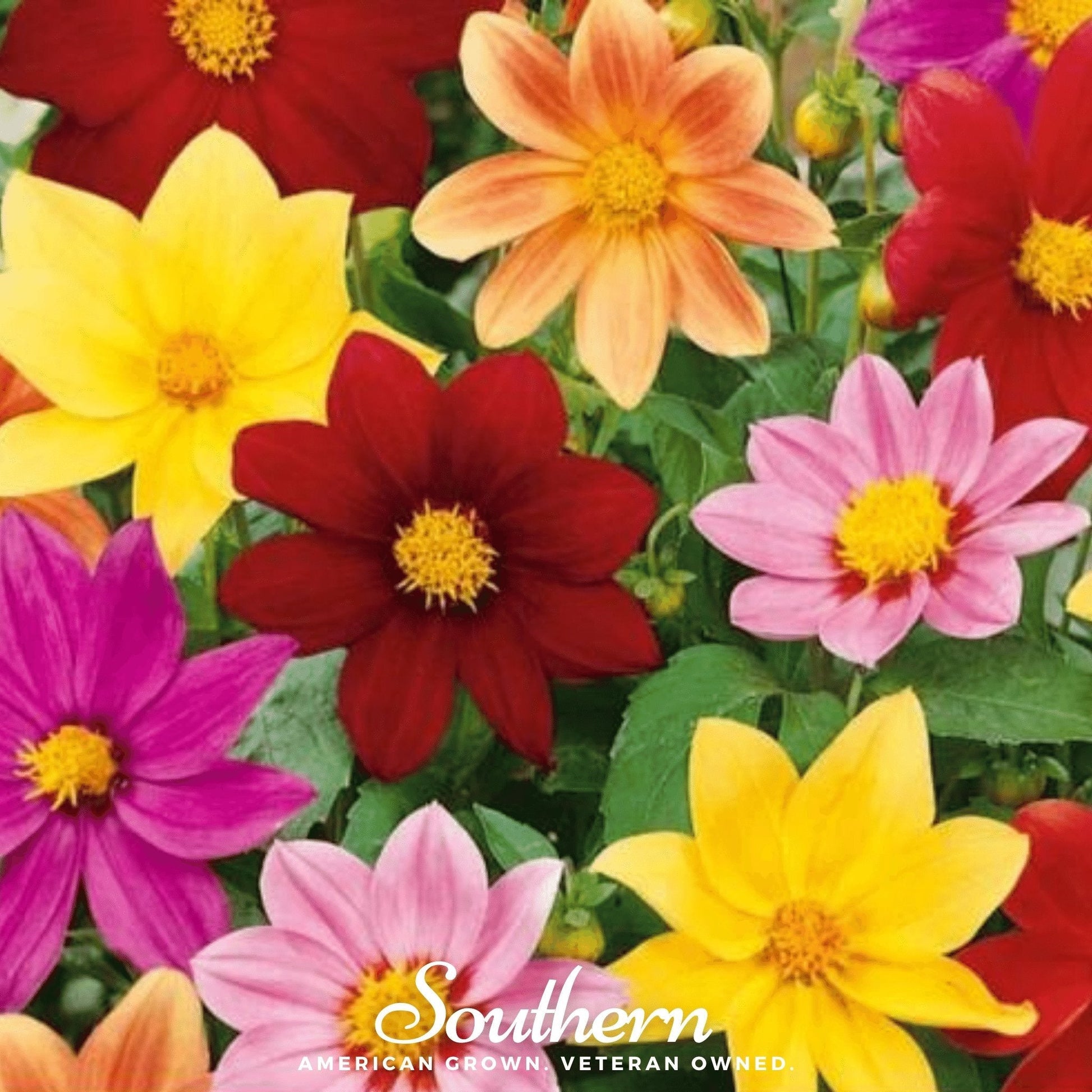 Mignon Dahlia Mix flower seeds from Southern Seeds, showcasing vibrant, colorful dahlia blossoms and green foliage.