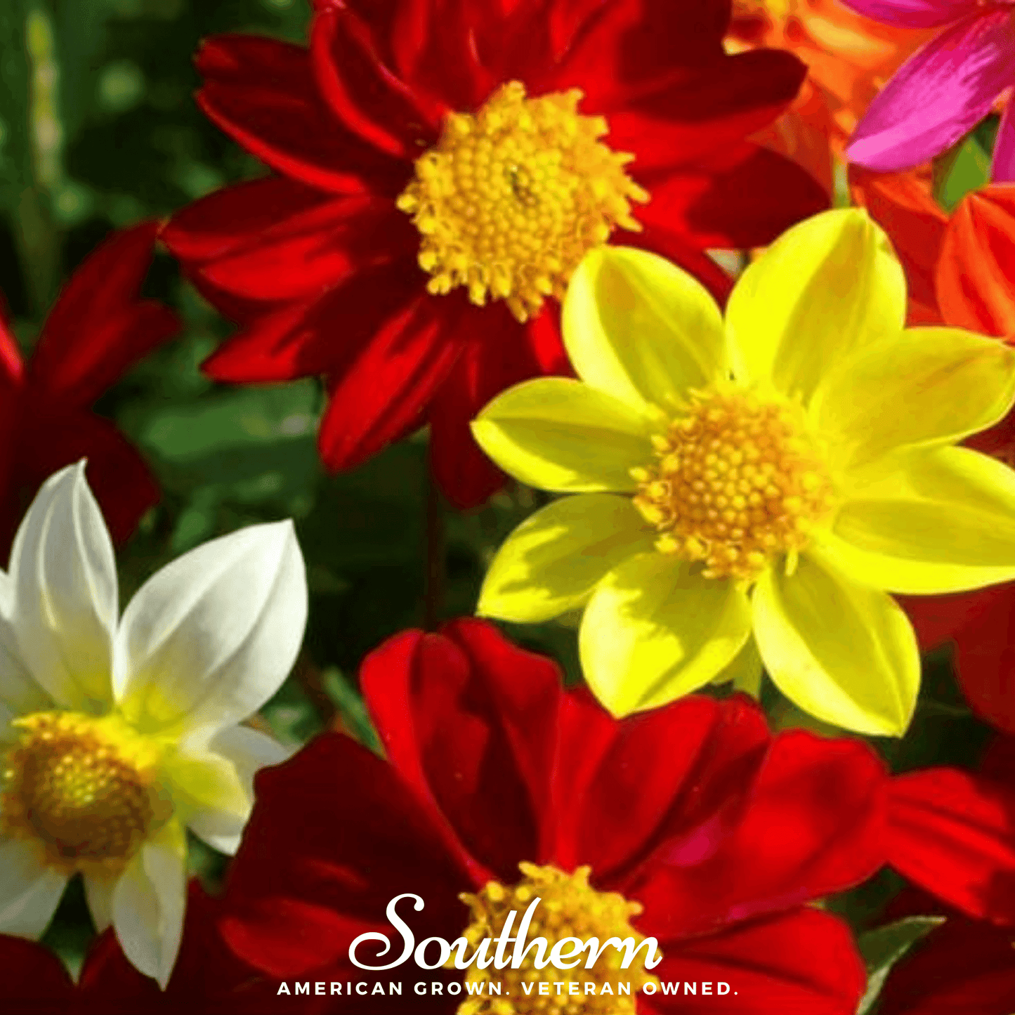 Mignon Dahlia Mix with vibrant, colorful dahlia flowers, showing a variety of blooms from Southern Seeds' 25 seed pack.