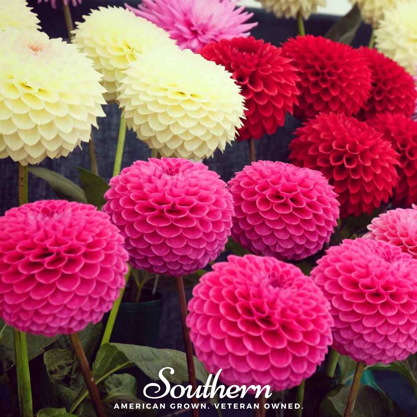 Pompon Dahlia Mix seeds from Southern Seeds, showing colorful flower buds and vibrant blooms of various dahlia varieties.