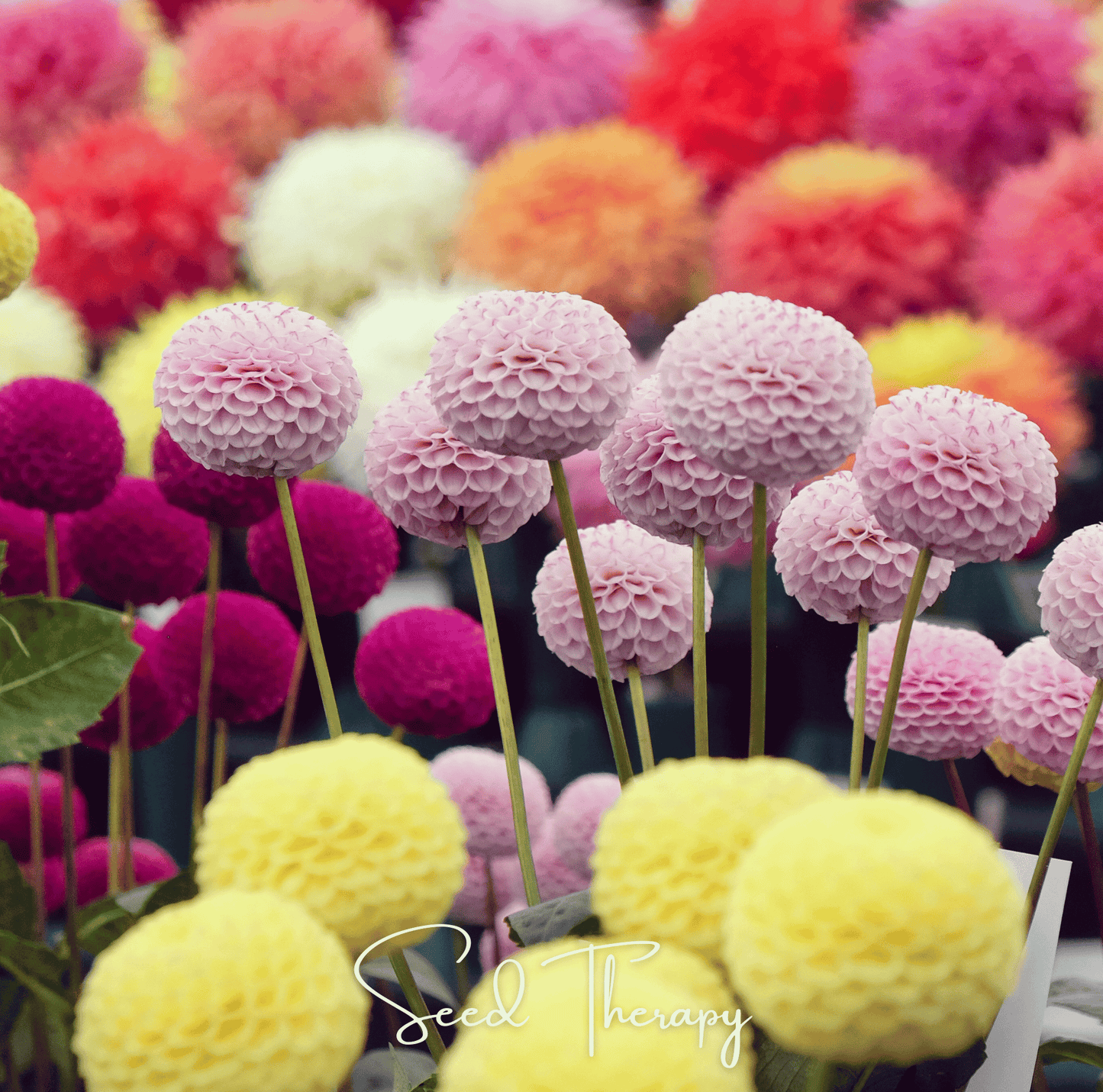 Pompon Dahlia Mix seeds by Southern Seeds, showing vibrant, multi-colored dahlia flower buds and foliage.