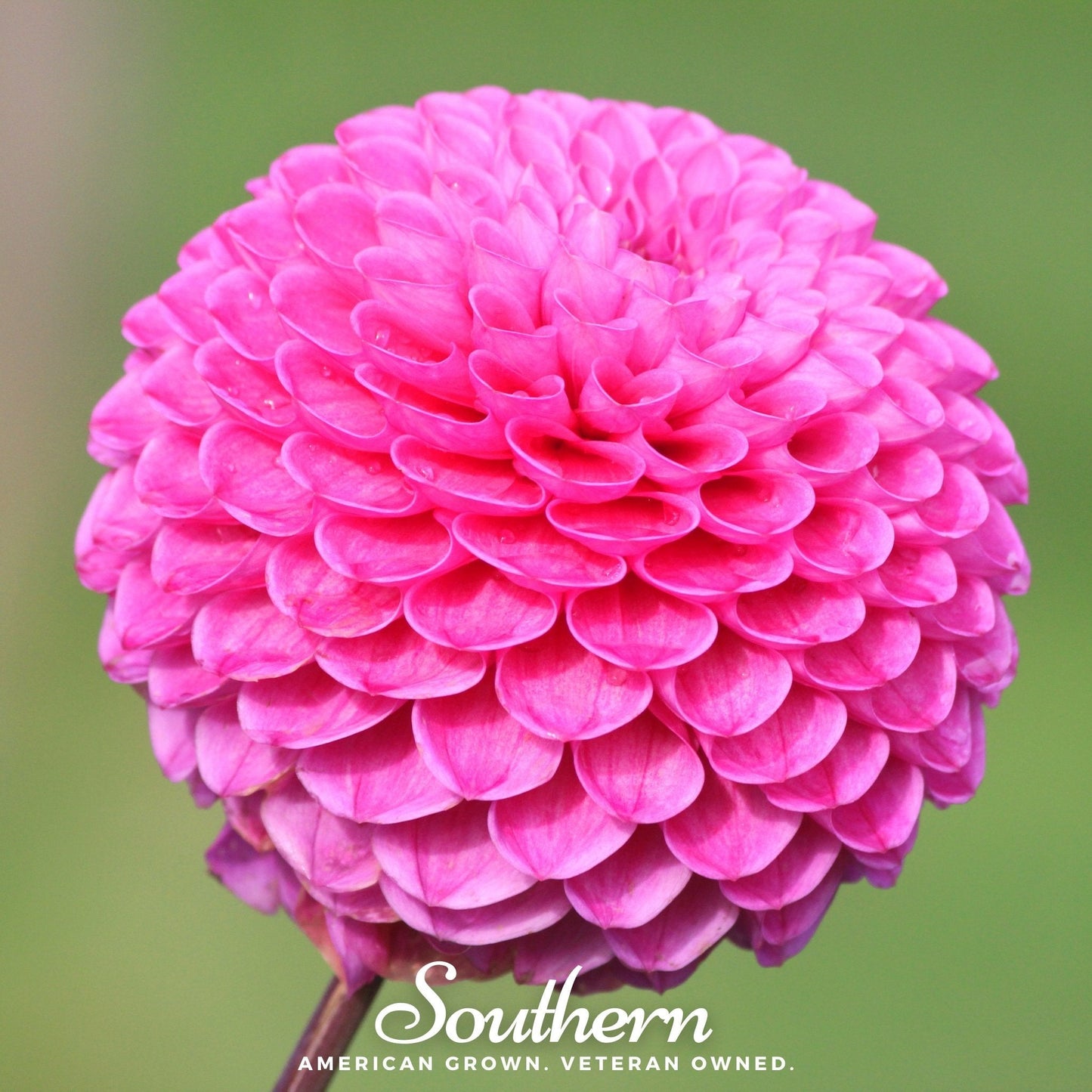 Pompon Dahlia Mix seeds from Southern Seeds, featuring vibrant, round flower varieties suitable for garden planting.