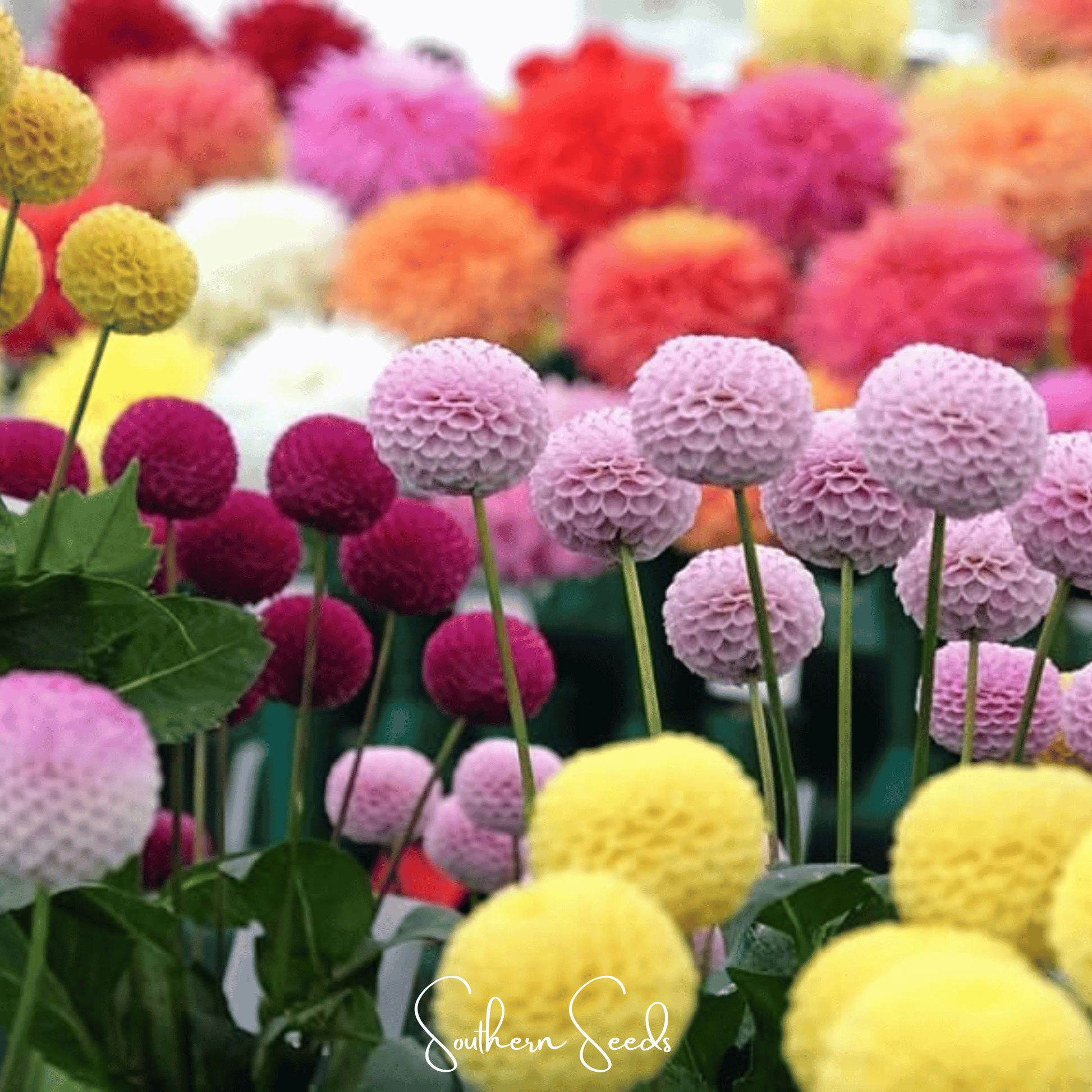 Pompon Dahlia Mix seeds by Southern Seeds, featuring vibrant, varied-colored dahlia pompons for garden planting.
