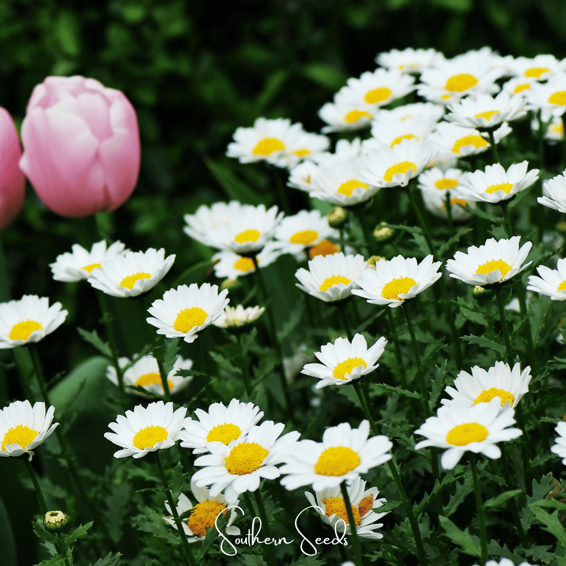 Creeping Daisy seeds by Southern Seeds, showing small yellow flowers and green foliage, ideal for ground cover or hanging baskets.