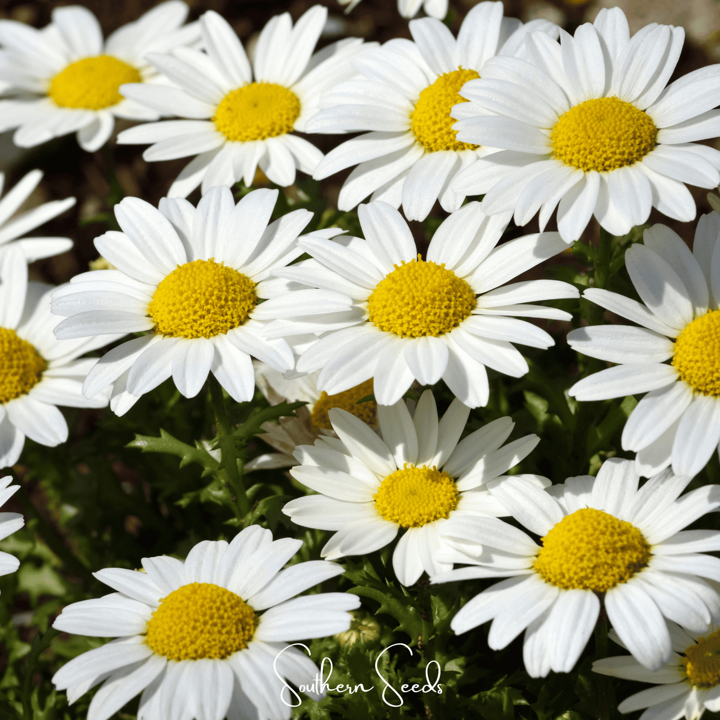 Creeping Daisy seeds from Southern Seeds, showing small flowering plants with delicate white petals and green foliage.