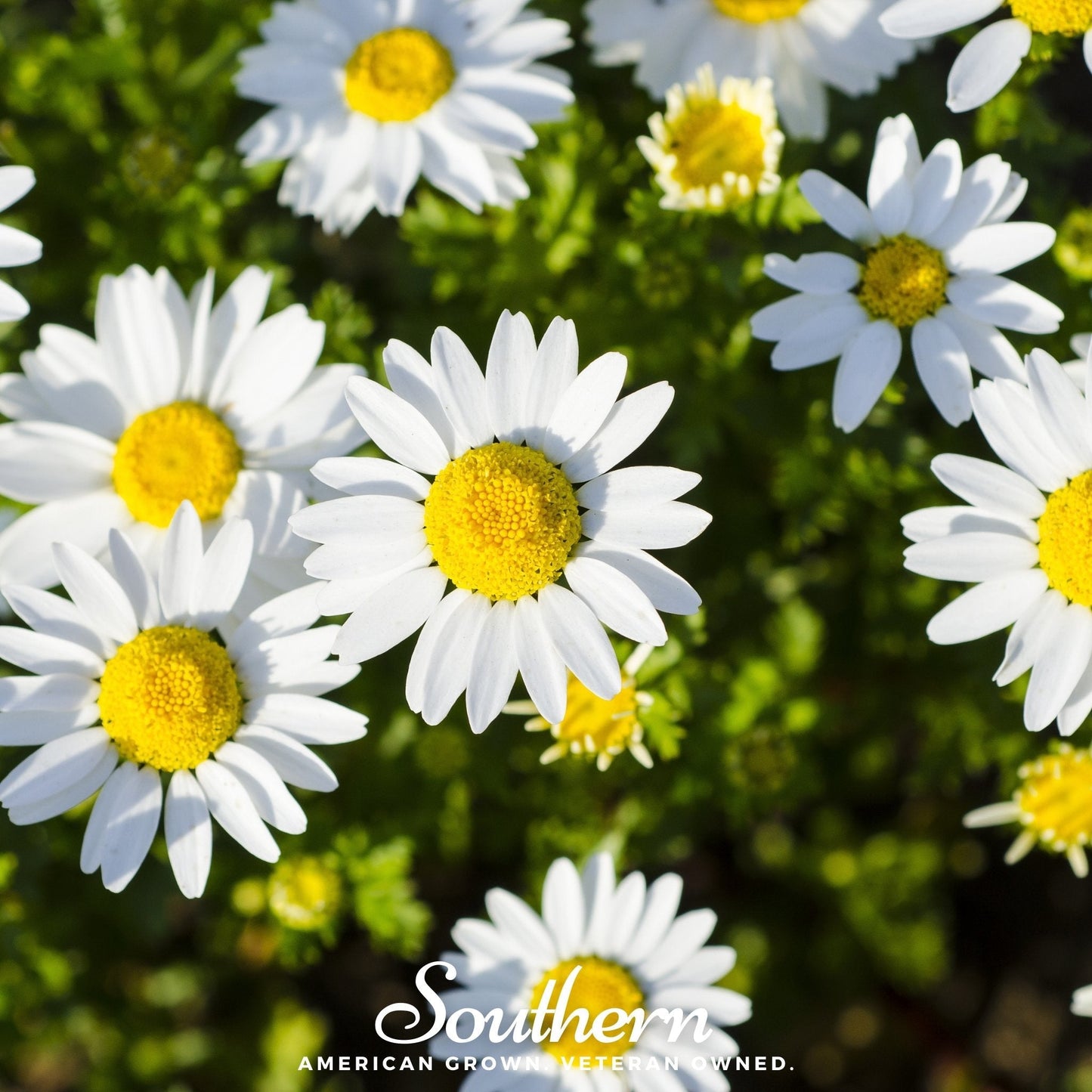 Dwarf Shasta Daisy seeds by Southern Seeds, showing small white daisy flowers with yellow centers, ideal for garden planting.