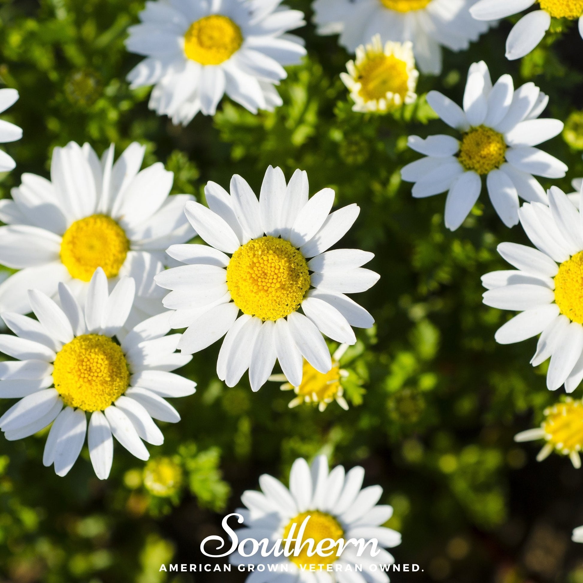 Dwarf Shasta Daisy seeds by Southern Seeds, showing small white daisy flowers with yellow centers, ideal for garden planting.