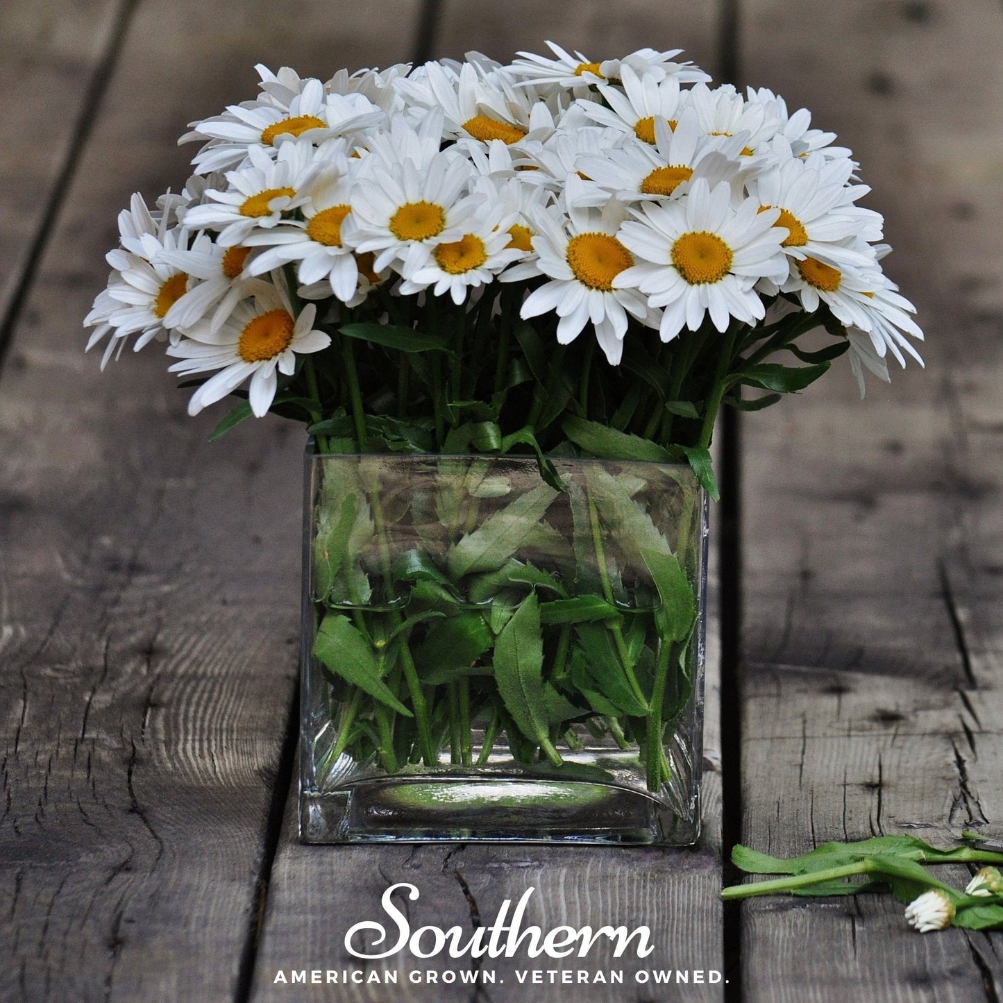 Dwarf Shasta Daisy seeds from Southern Seeds, showing small white flowers with yellow centers, ideal for garden planting.