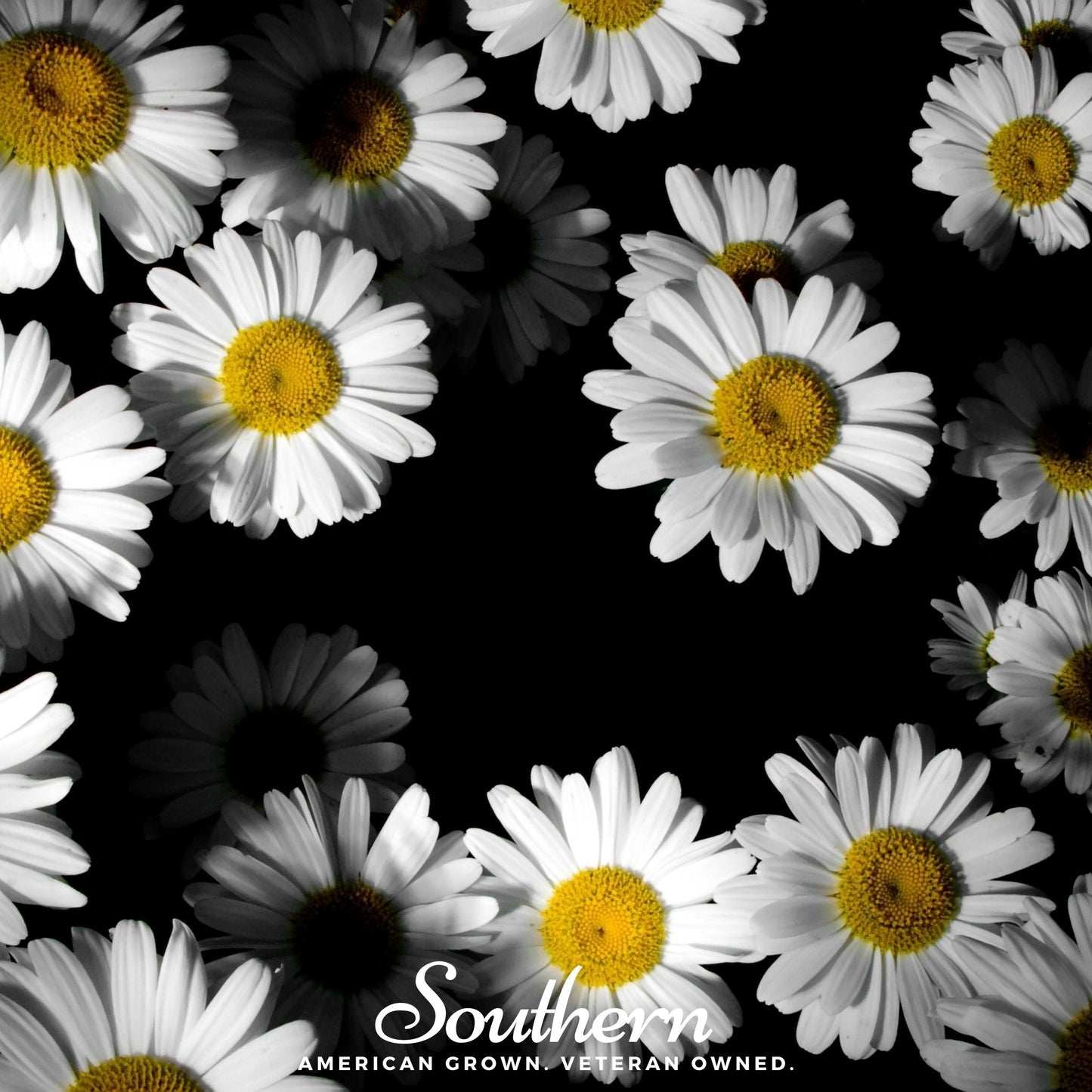 Dwarf Shasta Daisy seeds from Southern Seeds, showing small white daisies with yellow centers on green stems.