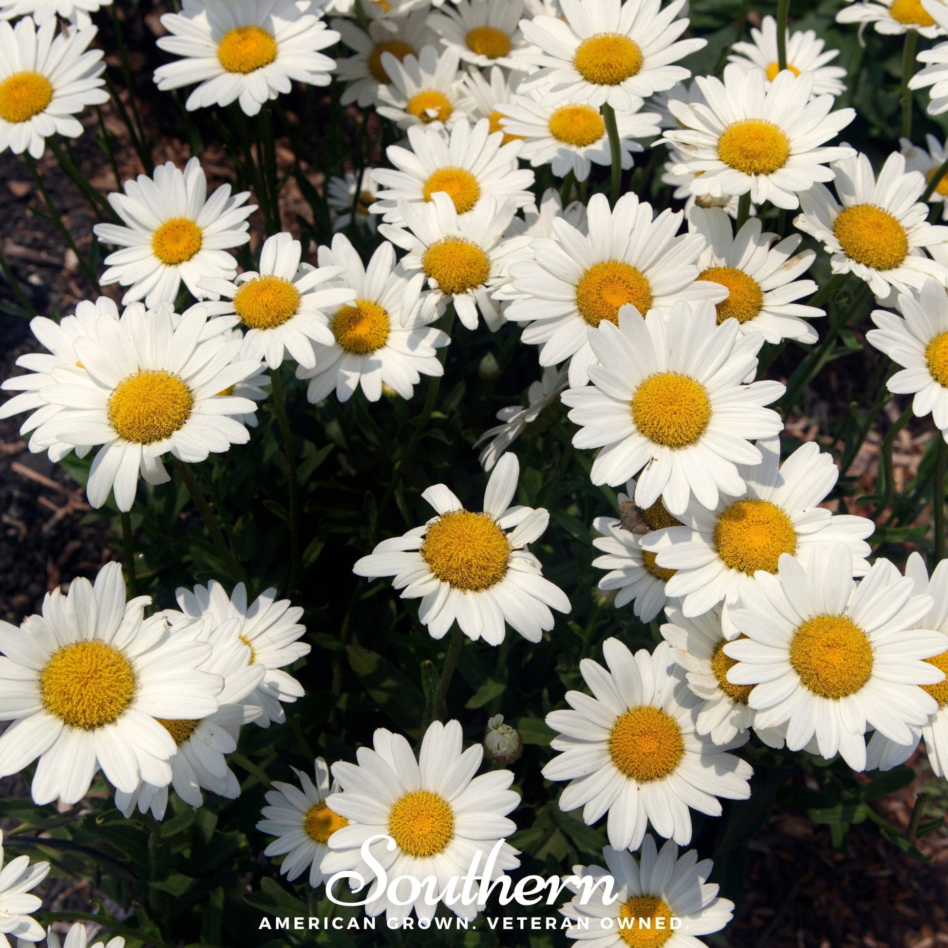 Dwarf Shasta Daisy seeds from Southern Seeds, showing small white daisy flowers and green foliage, ready for planting.