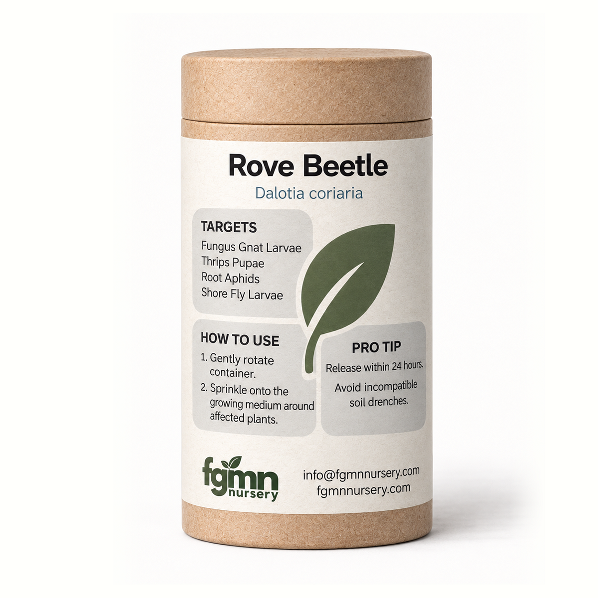 Dalotia coriaria rove beetle used for fungus gnat control in pest treatment, shown on a white background.