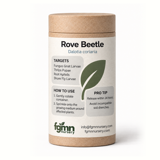 Dalotia coriaria - Rove Beetle