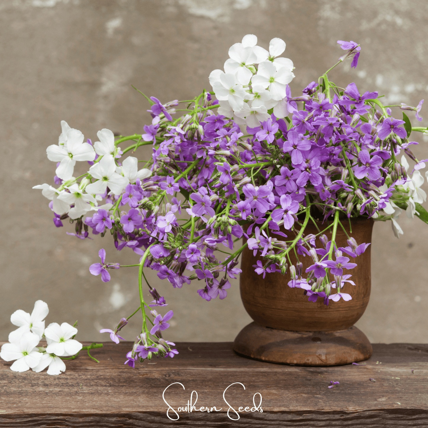 Dames Rocket flower seeds from Southern Seeds, 200 seeds of Hesperis matronalis for garden planting and flowering displays.