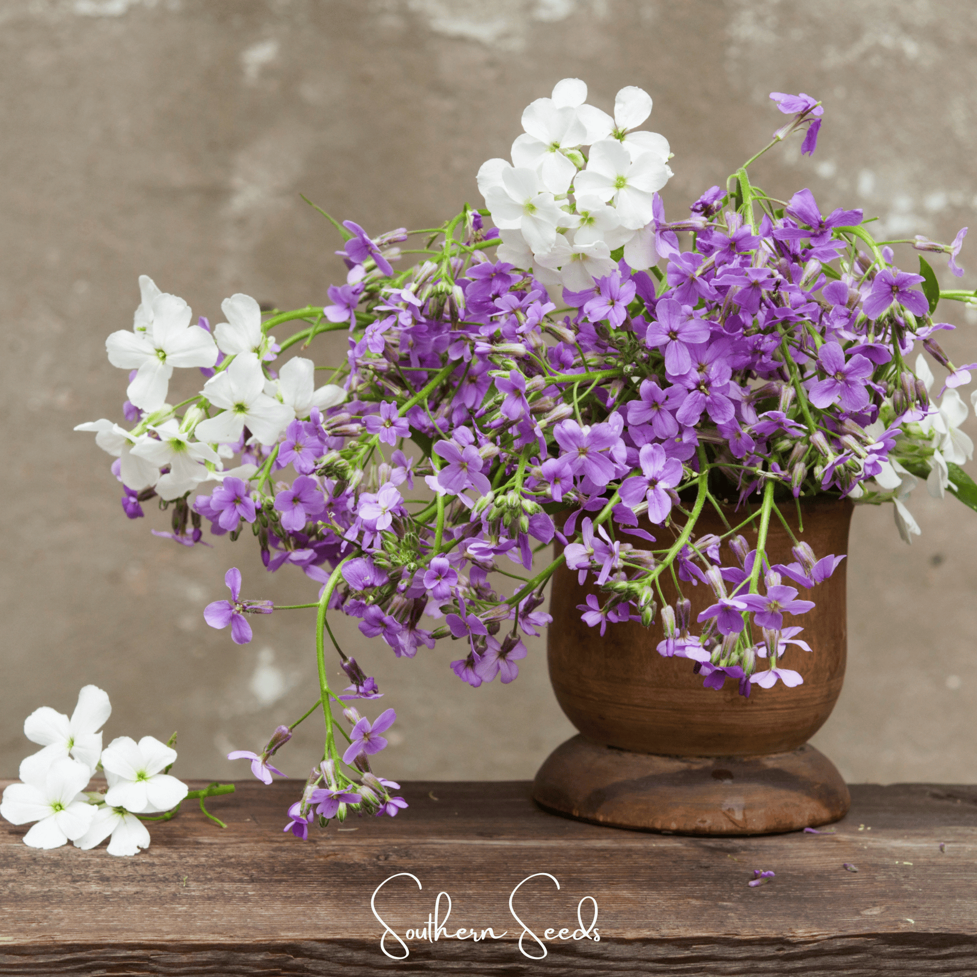 Dames Rocket flower seeds from Southern Seeds, 200 seeds of Hesperis matronalis for garden planting and flowering displays.