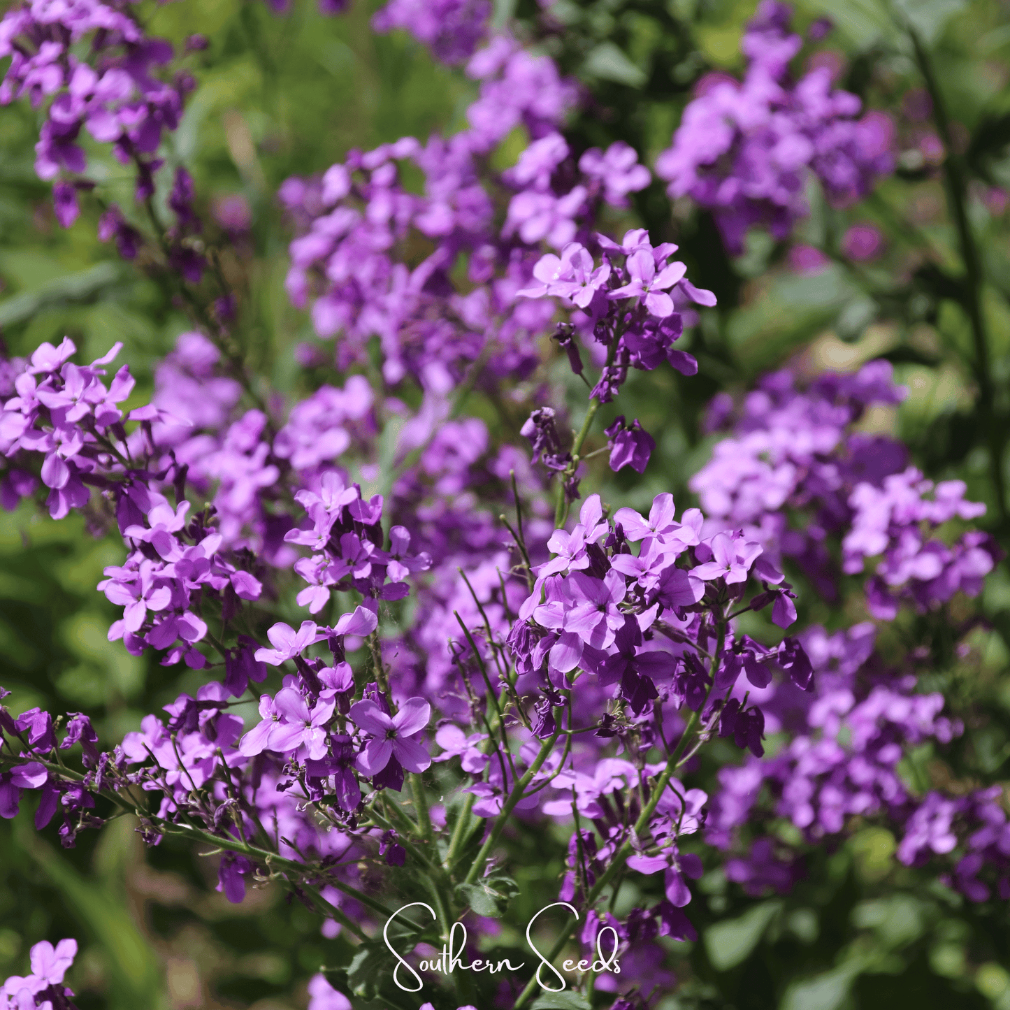 Dames Rocket Southern Seeds 200 seeds, small packet of vibrant flowering plant seeds, ideal for gardening and attracting pollinators.