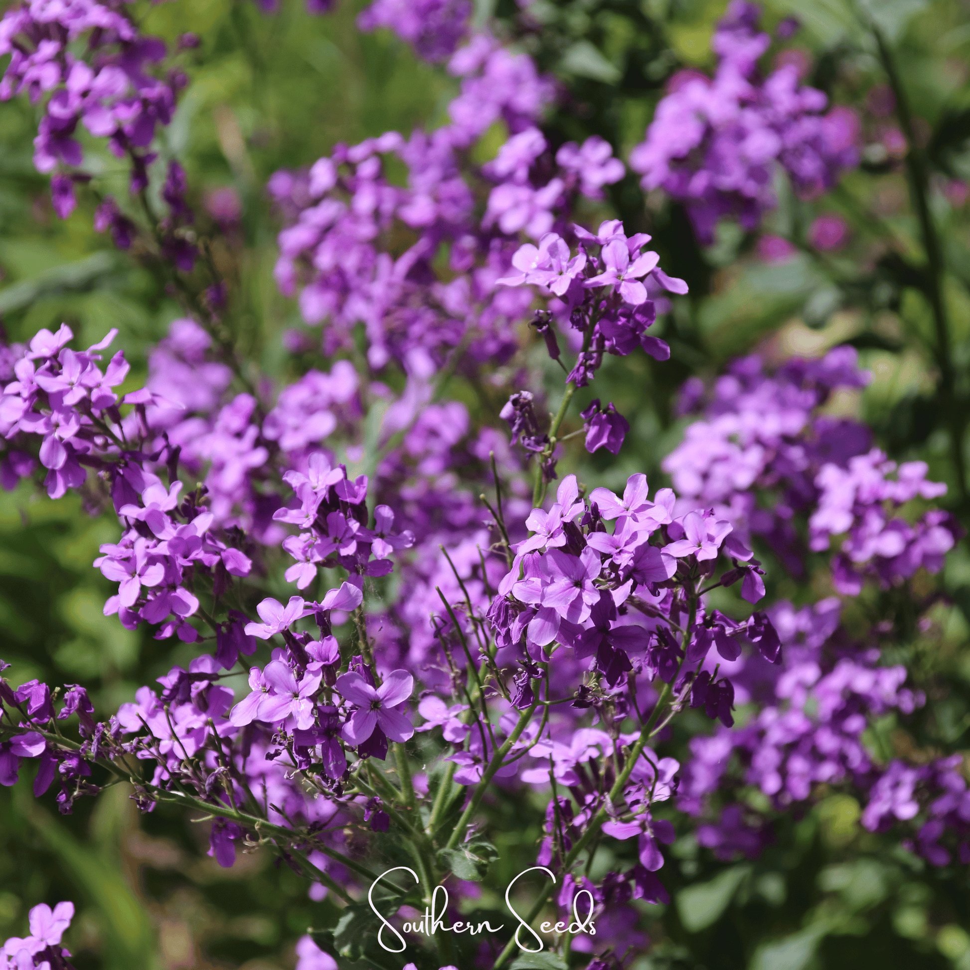 Dames Rocket Southern Seeds 200 seeds, small packet of vibrant flowering plant seeds, ideal for gardening and attracting pollinators.