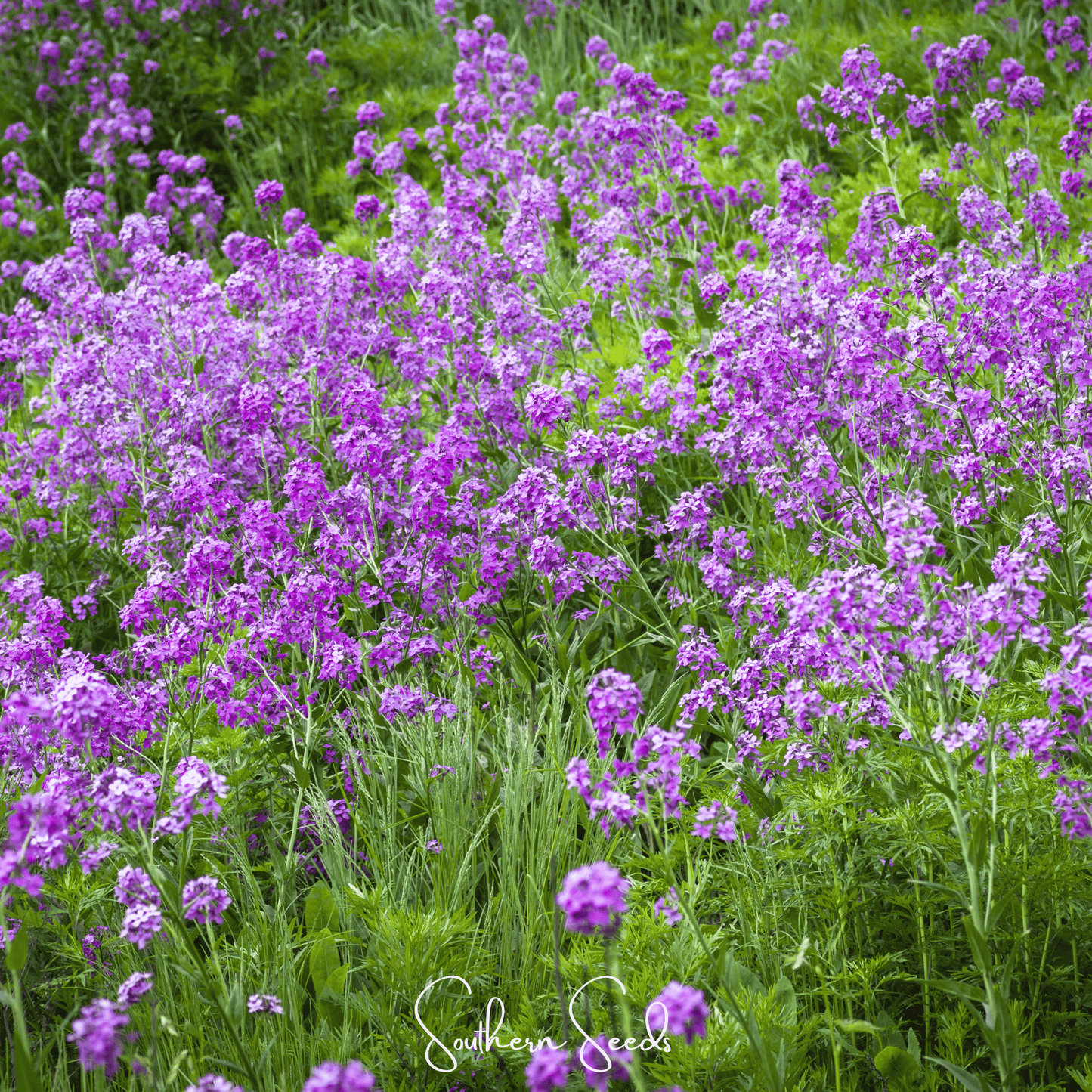 Dames Rocket Southern Seeds 200 seeds, showing vibrant purple and white flowering Dames Rocket plant seeds for gardening.