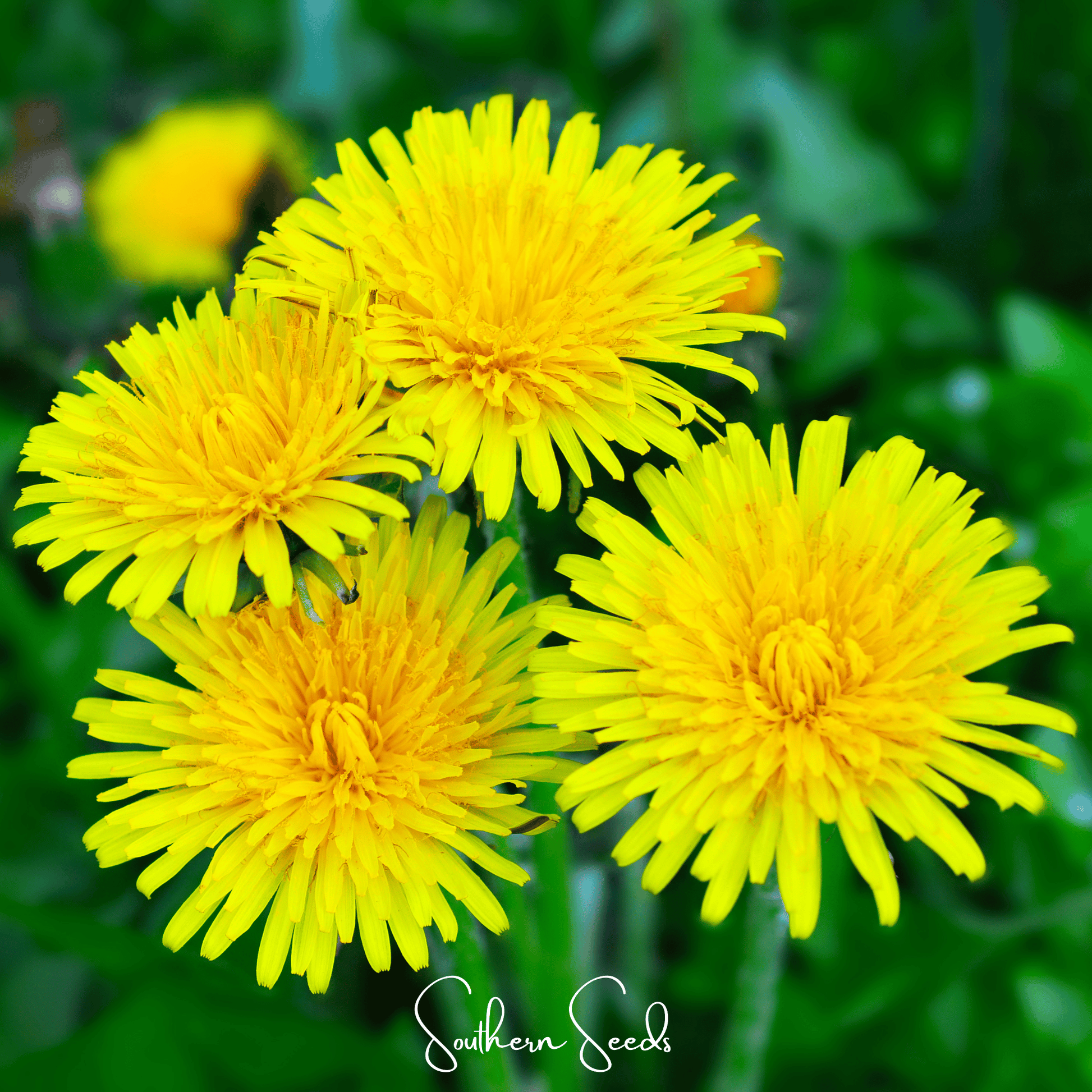 True Dandelion seeds from Southern Seeds, showing 50 dandelion Taraxacum officinale seeds for planting and gardening.