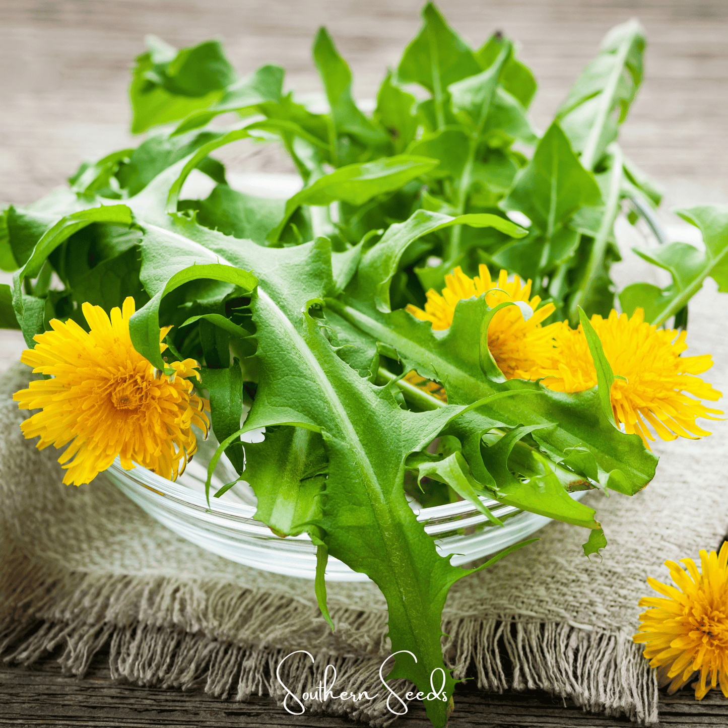 Cluster of true dandelion seeds with green leaves, representing Southern Seeds' 50 True Dandelion seeds for planting.