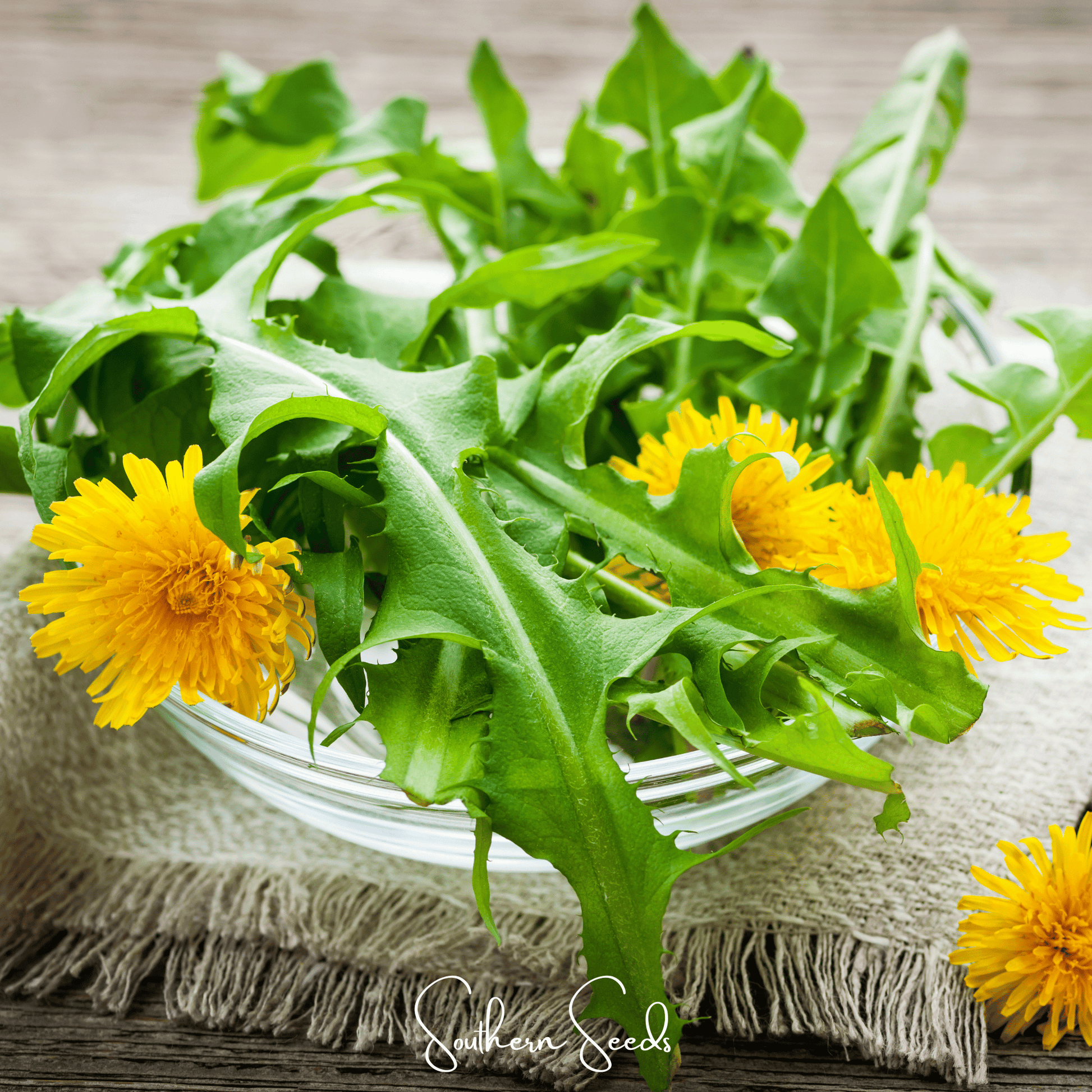 Cluster of true dandelion seeds with green leaves, representing Southern Seeds' 50 True Dandelion seeds for planting.