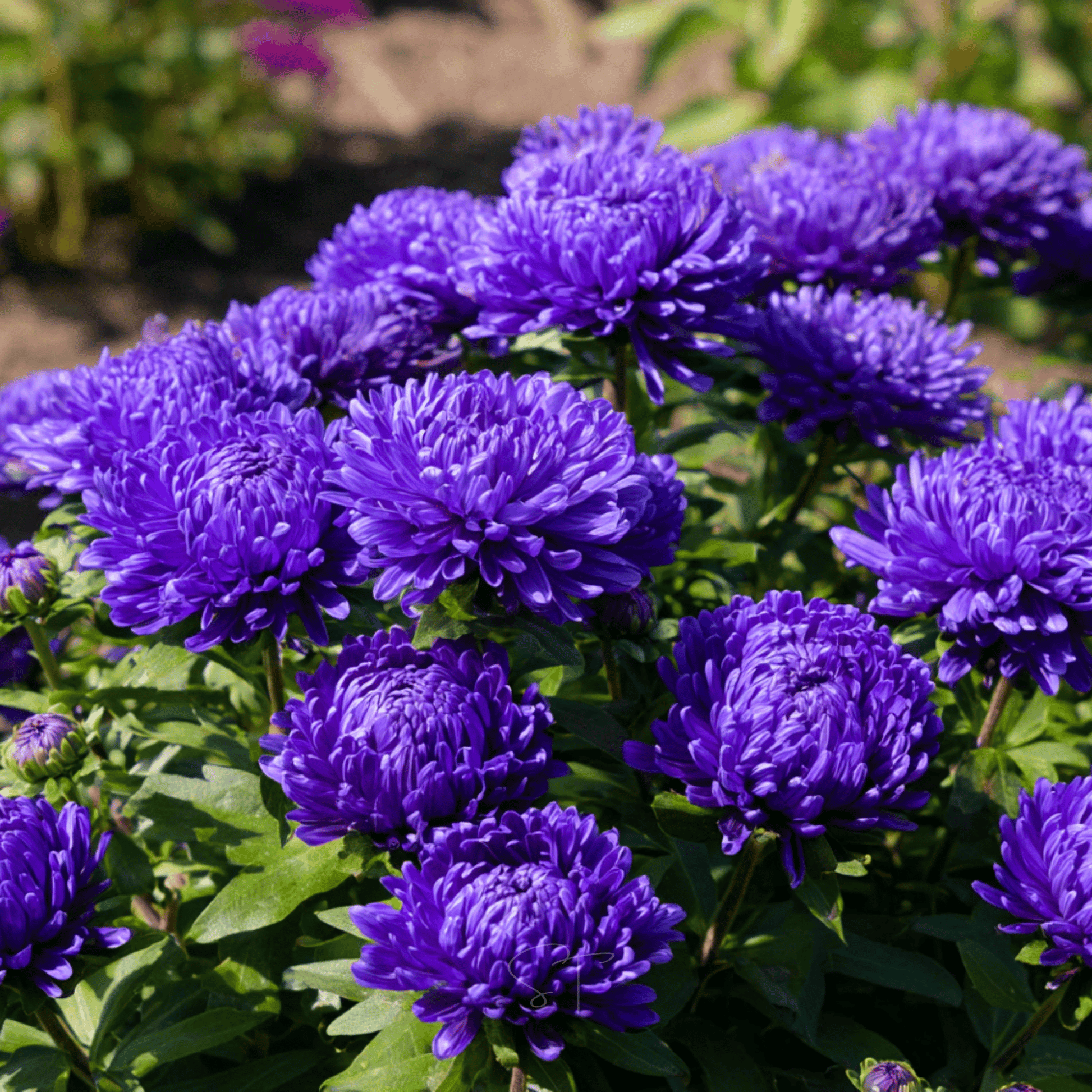Dark blue Paeony Duchess Aster seeds packet from Southern Seeds, featuring 50 seeds for planting vibrant perennial flowers.