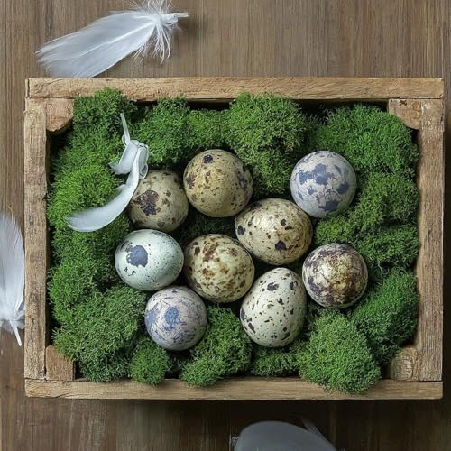 12 Coturnix quail fertile hatching eggs from Quailz.com, carefully selected for incubation and sustainable egg hatching.