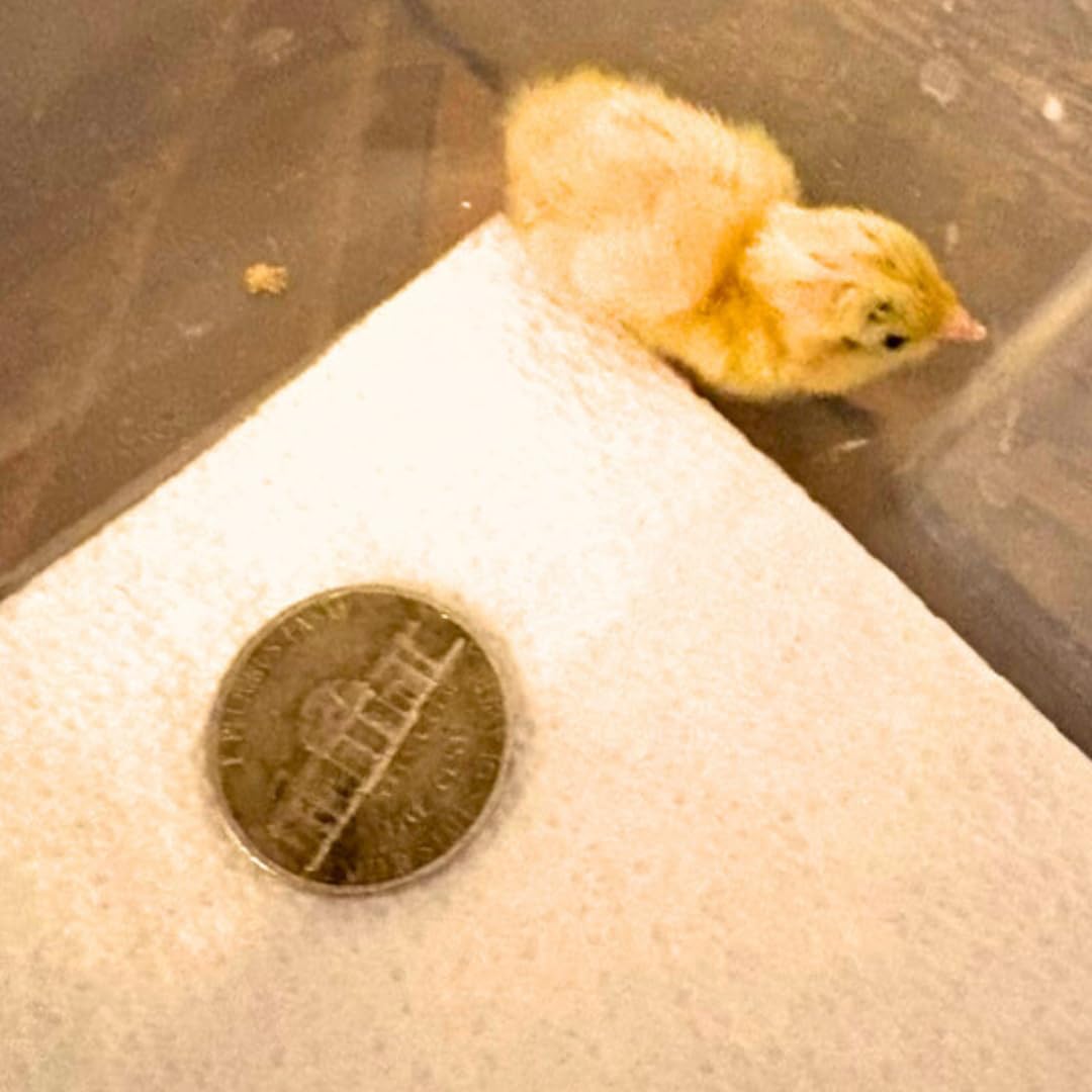 Button quail eggs for hatching, shown in a natural setting, from Quailz.com by Undique LLC