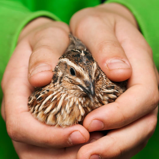 Fertile Coturnix quail eggs for hatching, family farm-sourced, AI and NPIP certified, with minimal breakage, from Quailz.com by Undique LLC