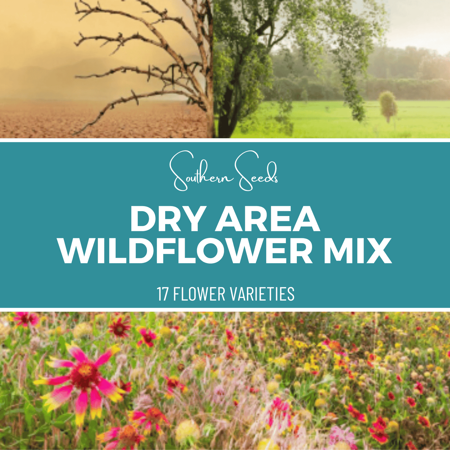 Dry area wildflower seed mix by Southern Seeds with 18 flower varieties and 1,000 seeds for drought-tolerant gardens.