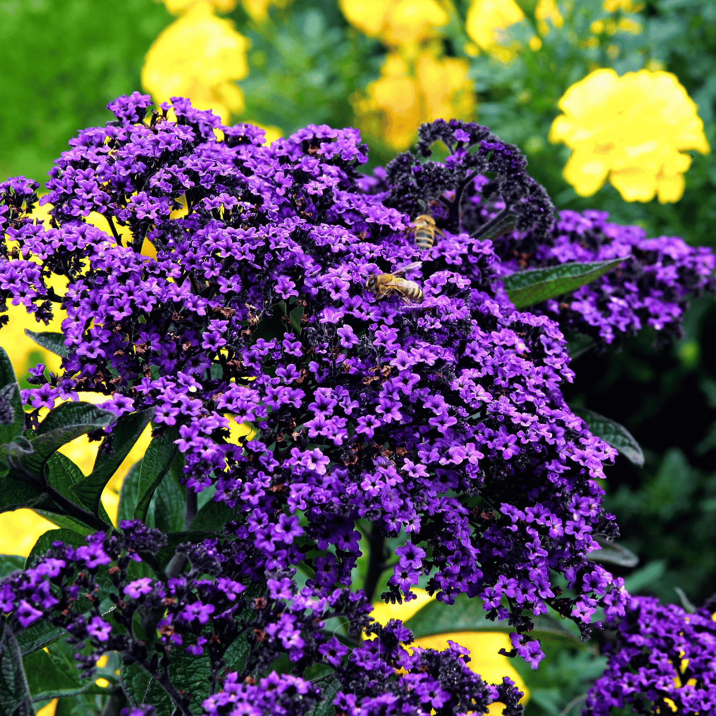 Packet of Dwarf Marine Heliotrope seeds by Southern Seeds, showcasing small purple-flowered plant in a seed packet.