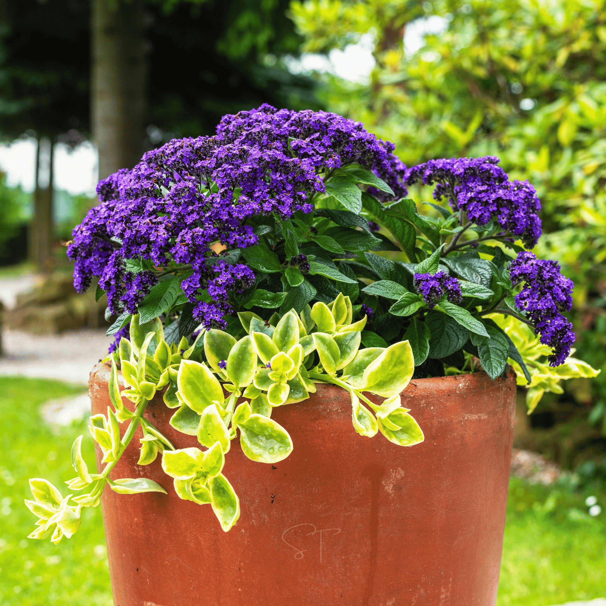 Packet of Dwarf Marine Heliotrope seeds from Southern Seeds showing 50 seed packets for planting.