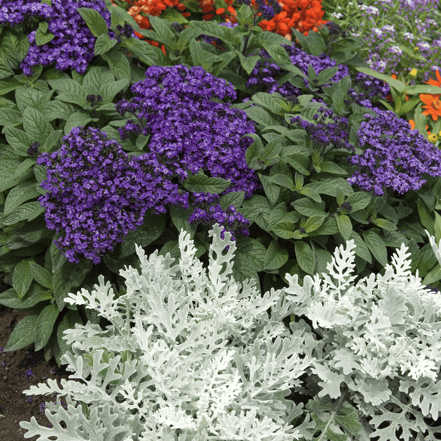 Packet of Dwarf Marine Heliotrope seeds from Southern Seeds, showcasing small seed packet with plant illustration.
