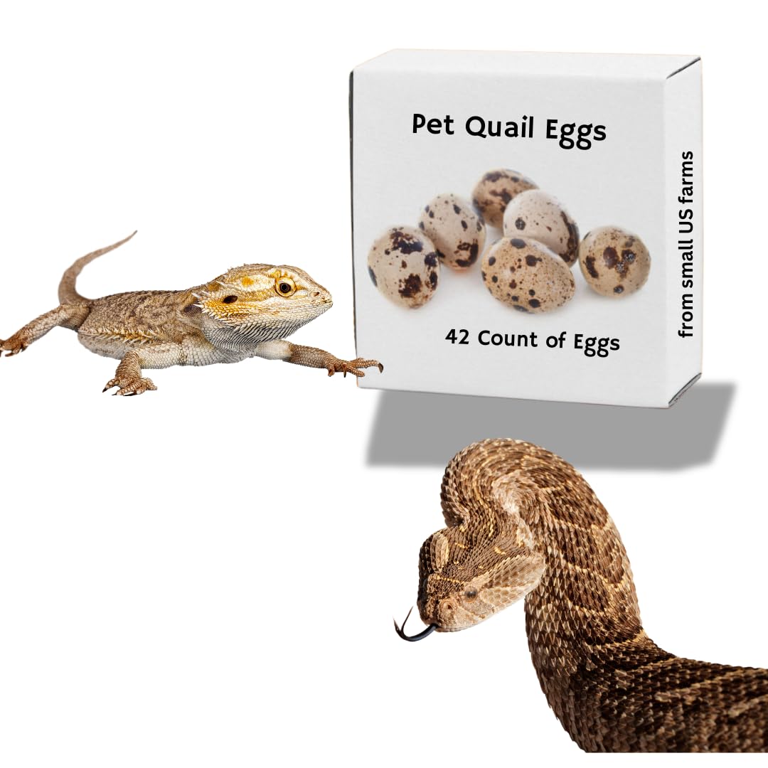 Raw whole quail eggs for pets, showing a cluster of fresh eggs on a neutral background, suitable for pet feeding.