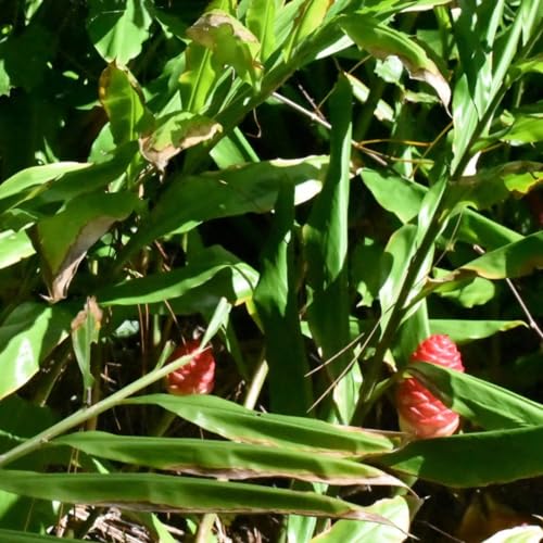 Hawaiian Awapuhi Shampoo Ginger Plant Rhizomes Starter Kit with 2 rhizomes for cultivating Awapuhi ginger plant, ideal for gardening enthusiasts
